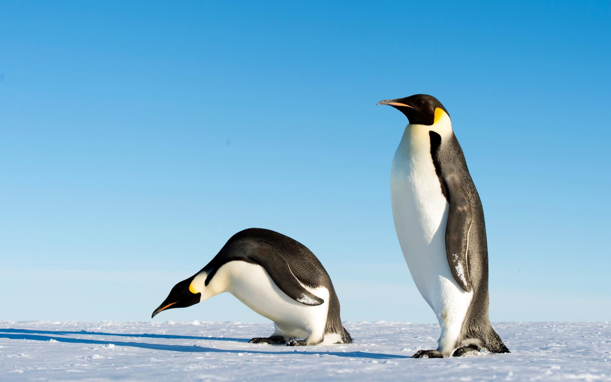 photo of two white-and-black penguins, penguin, antarctica, snow