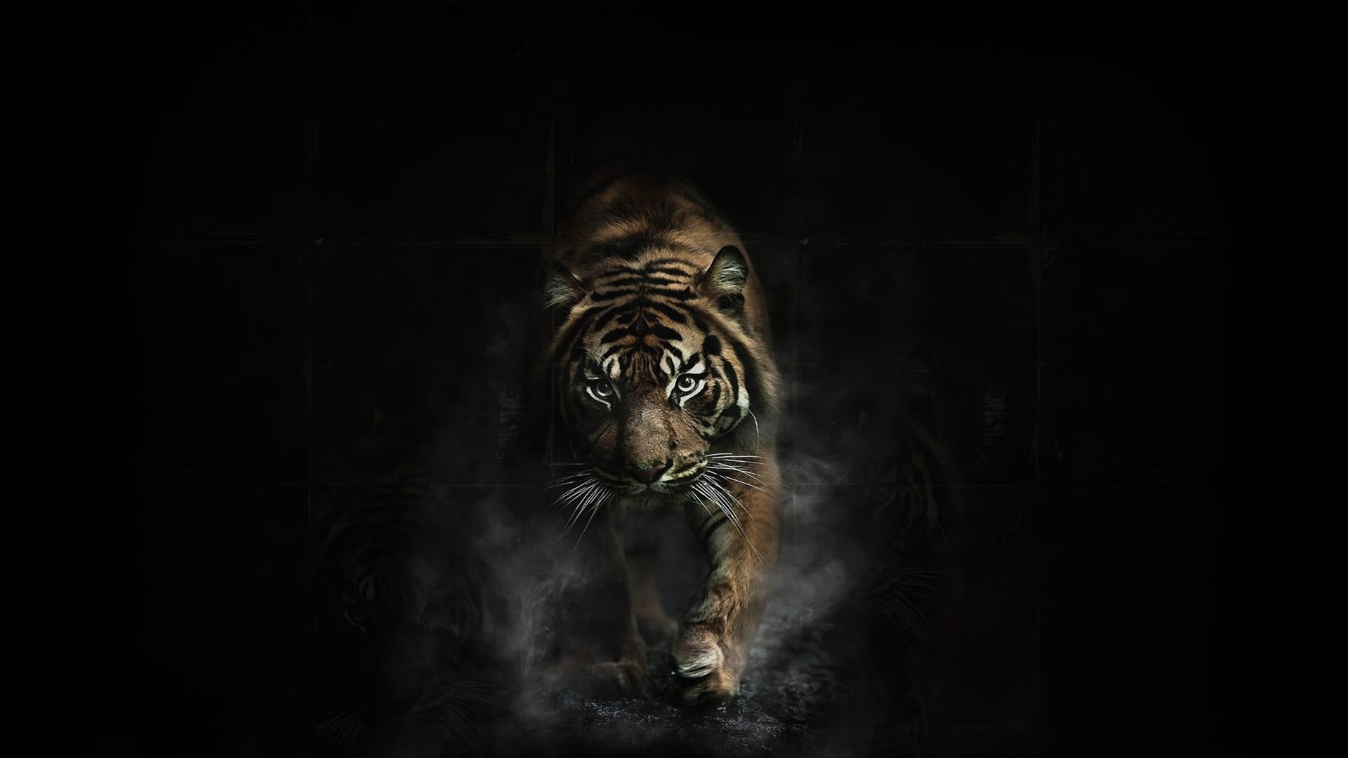 adult brown tiger, animals, dark, artwork, animal themes, one animal