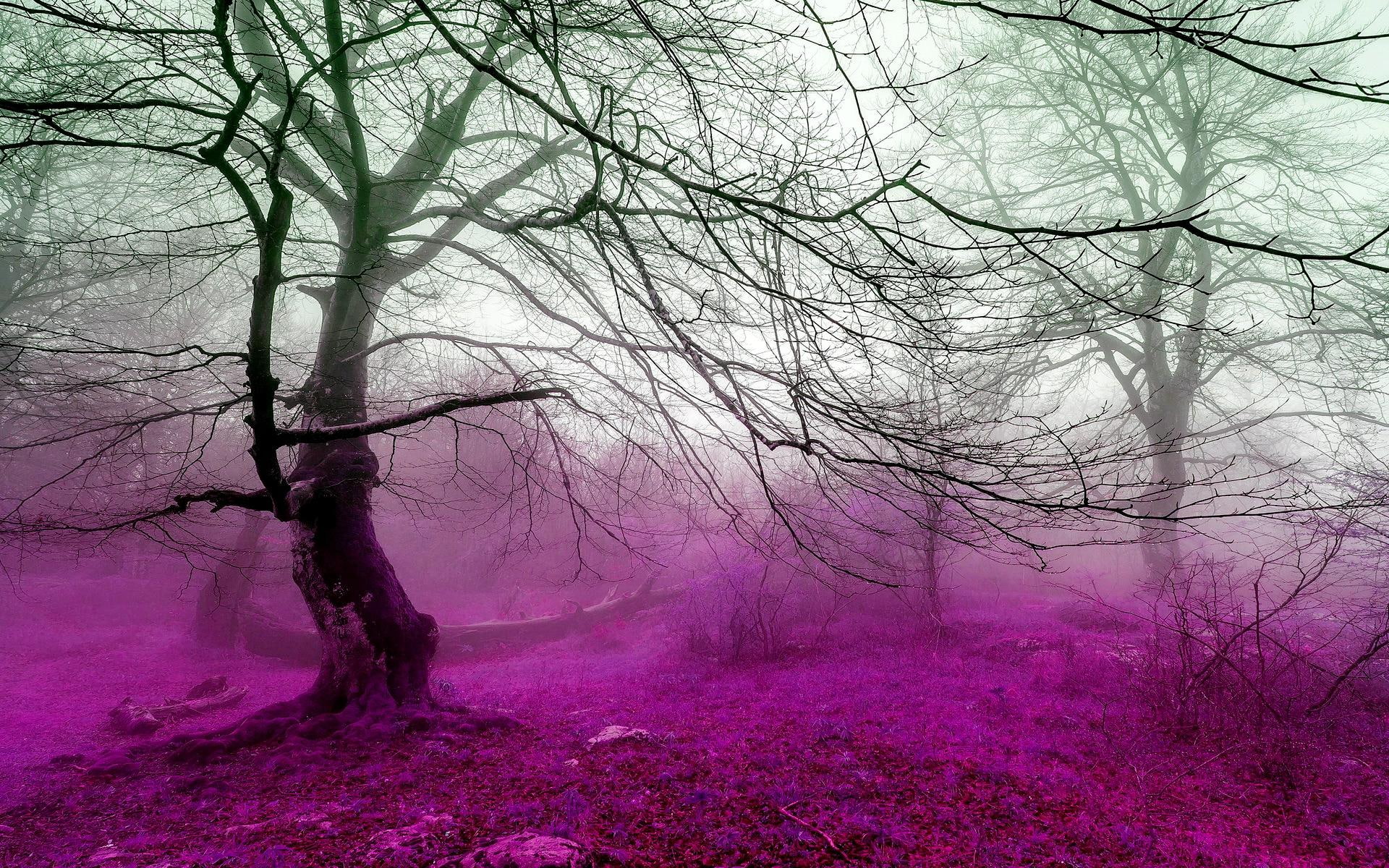Forest Fog, photoshop, pink, nature and landscapes