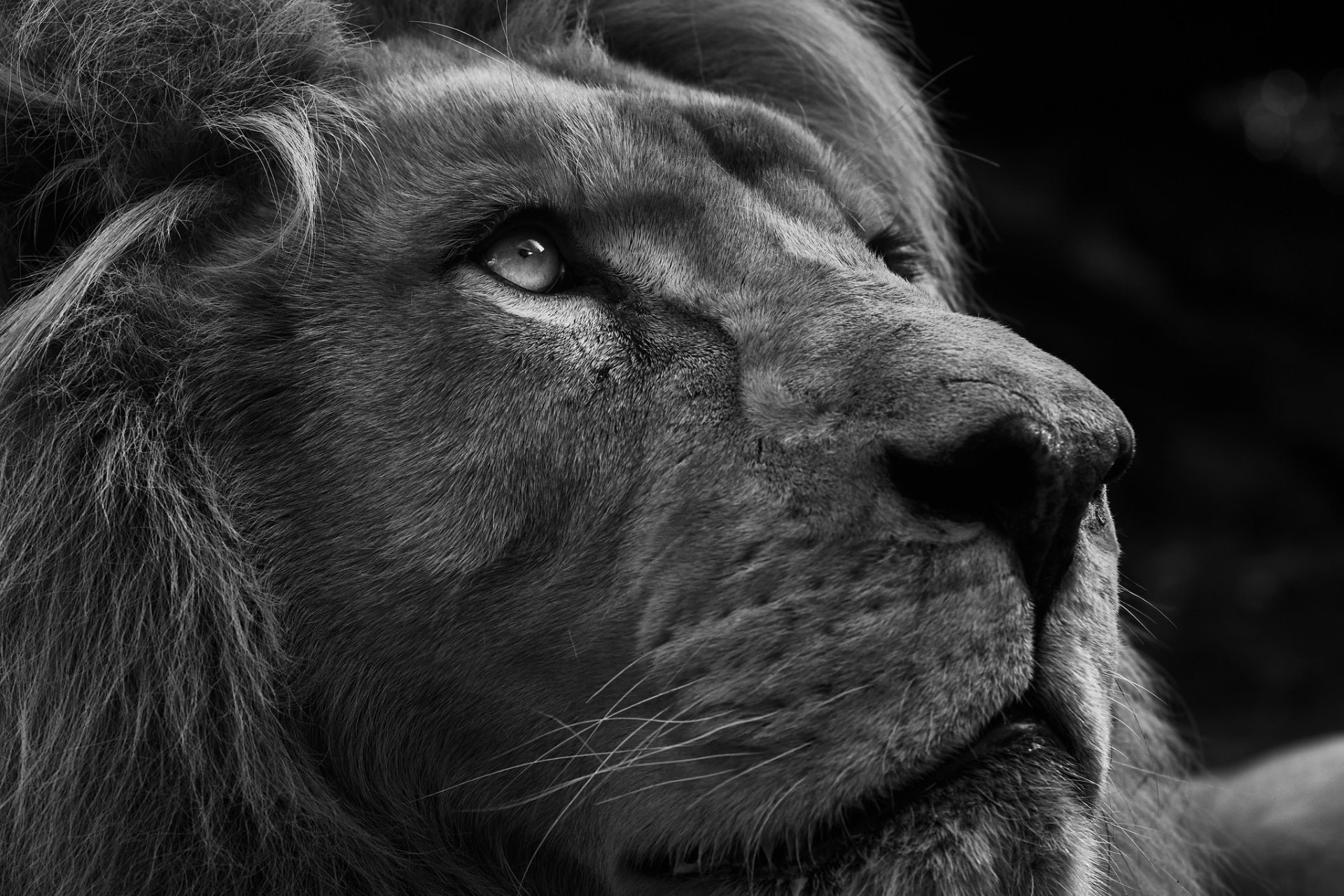 Free download | HD wallpaper: Cats, Lion, Big Cat, Black & White ...