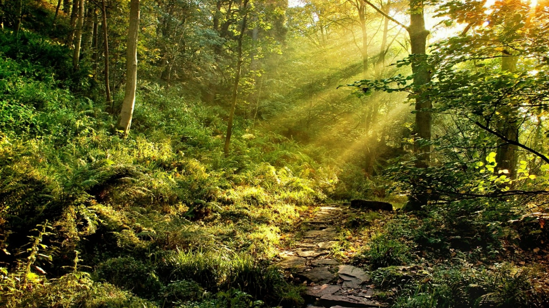 forest, path, forest path, rays, sunlight, nature, wilderness