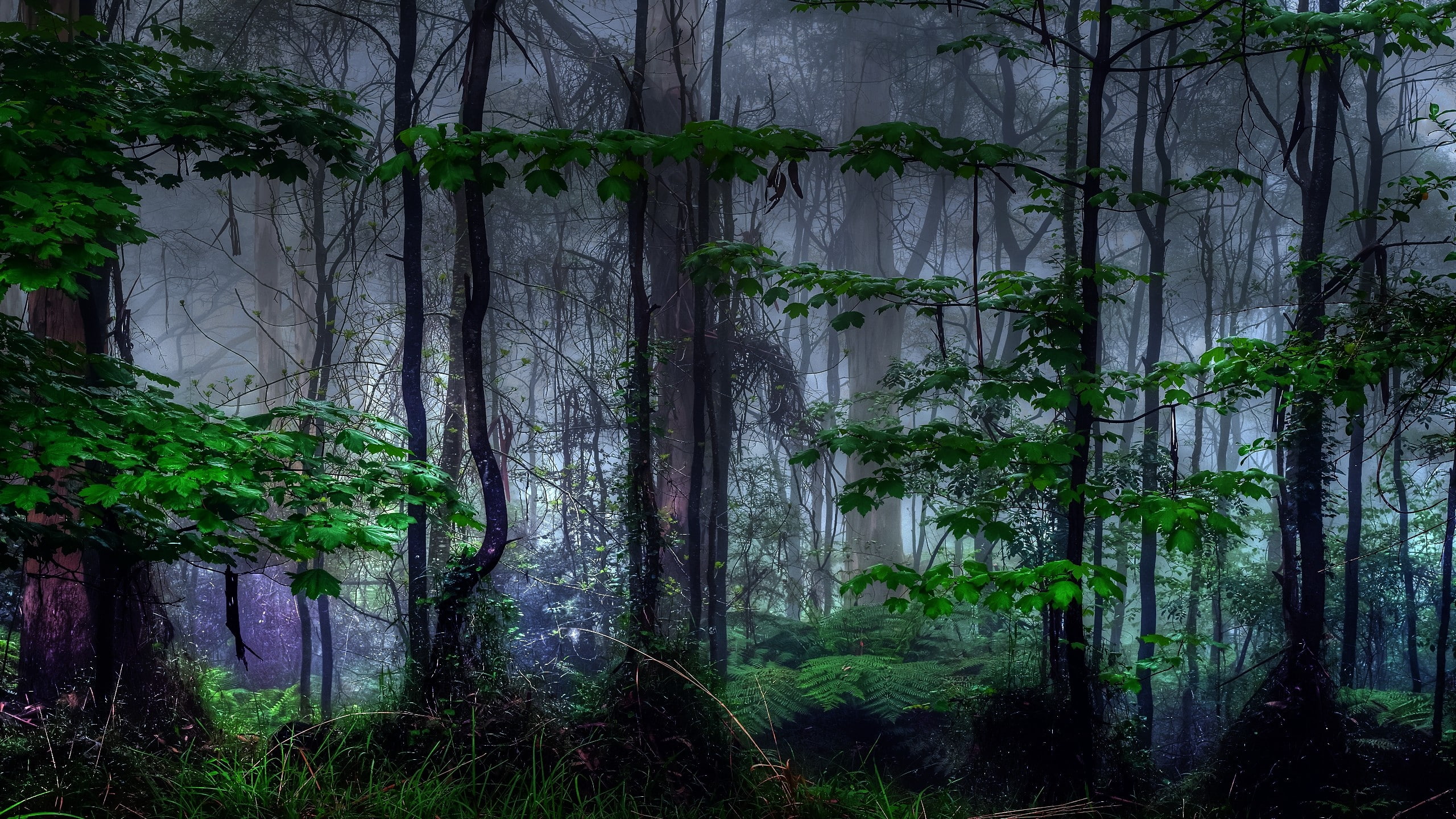 nature trees forest mist 2560x1440  Nature Forests HD Art