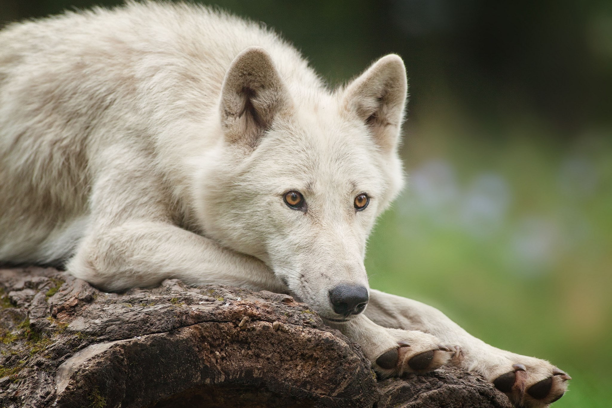 wolf