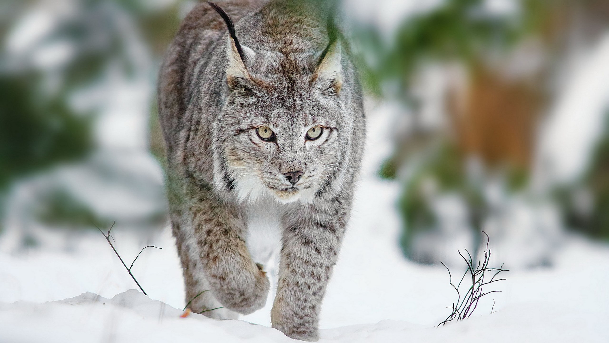 american lynx cat pictures, animal, one animal, animal themes