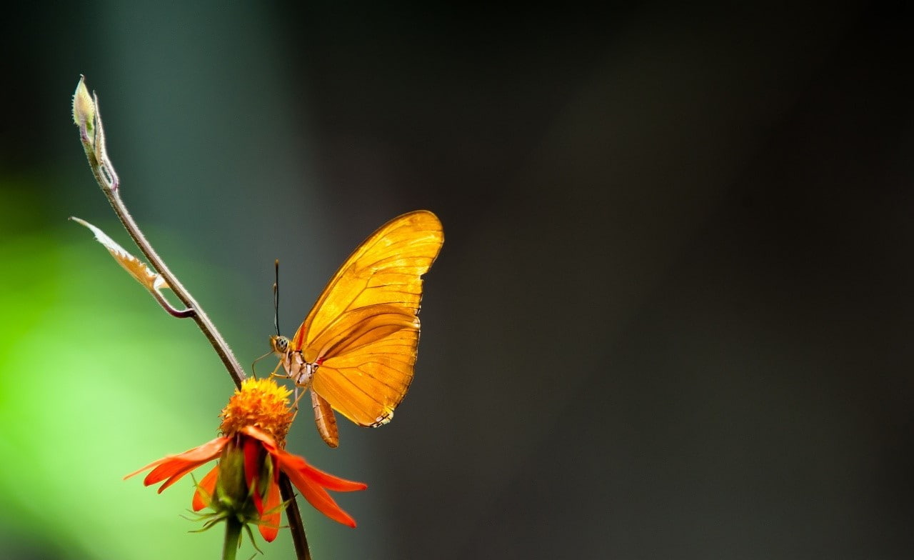 butterfly, insect, invertebrate, animals in the wild, animal wildlife