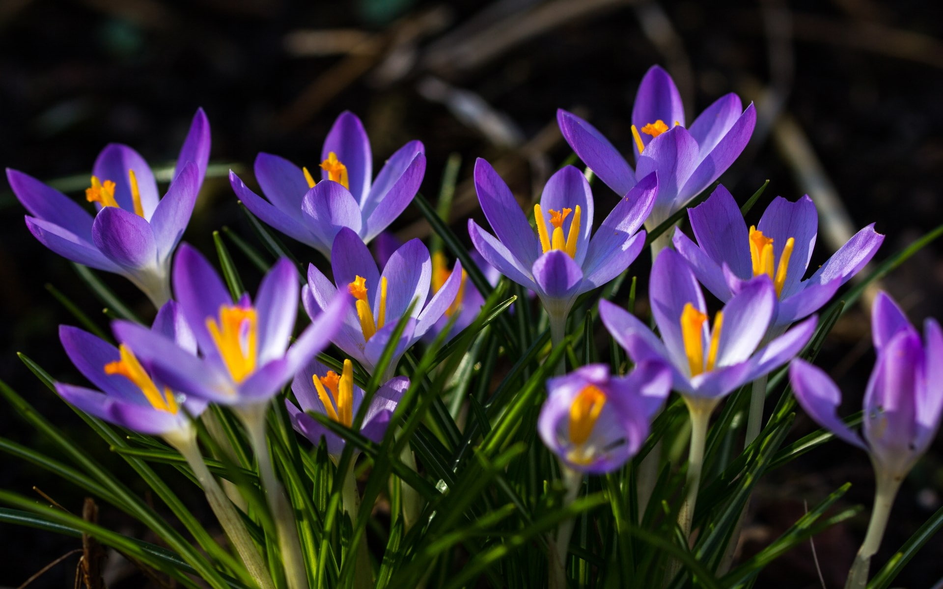 crocus
