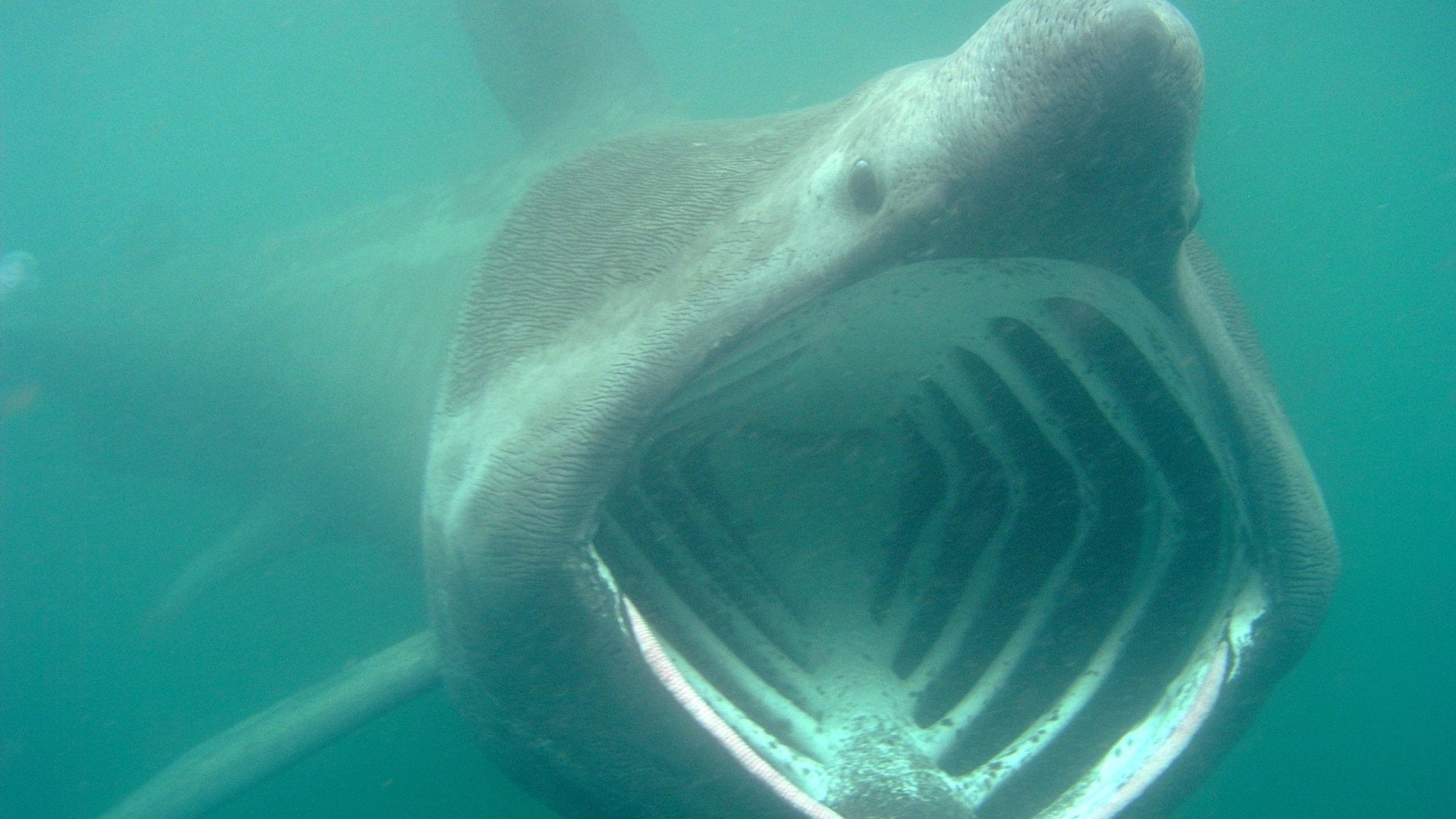 Animal, Basking Shark