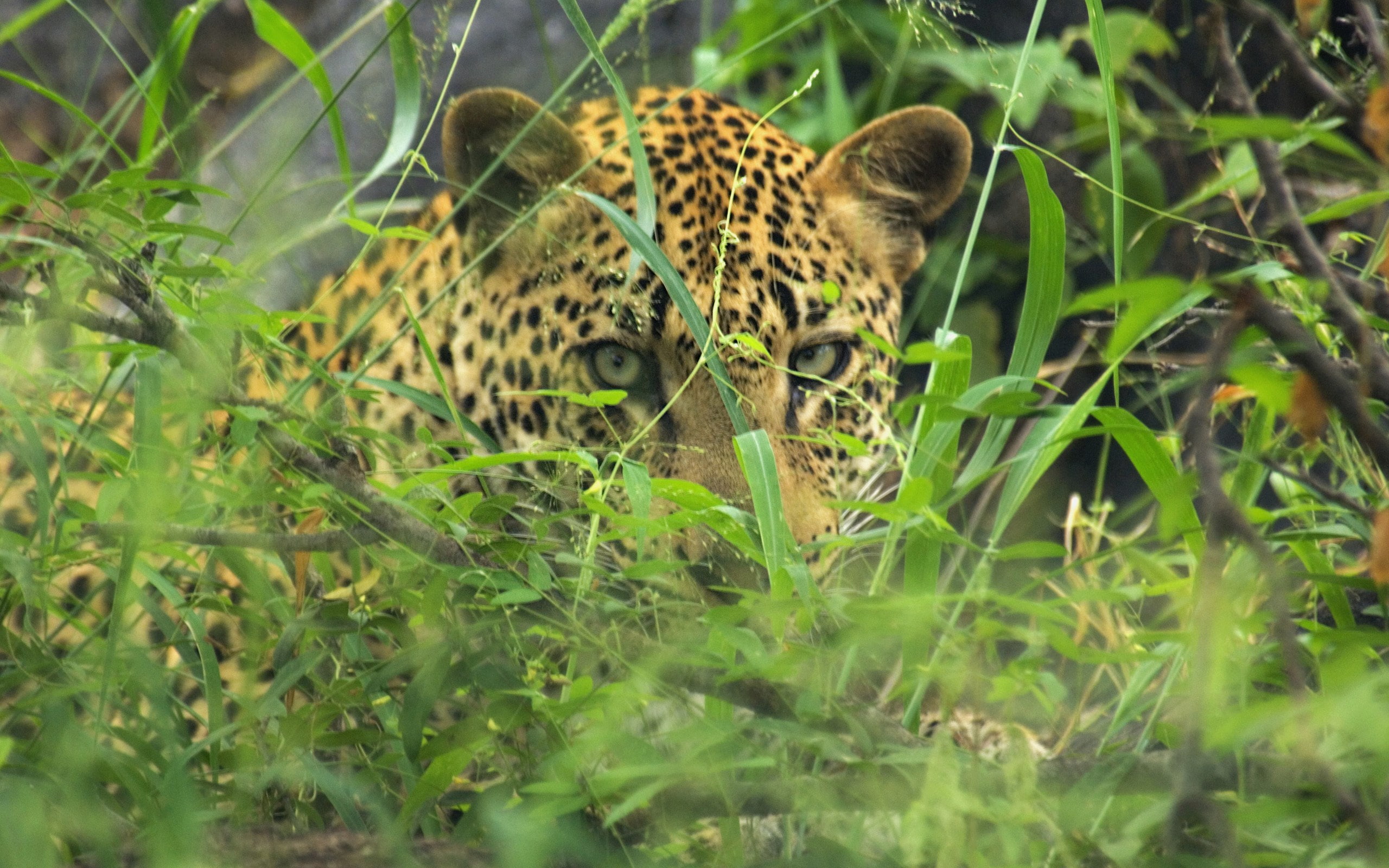 leopard