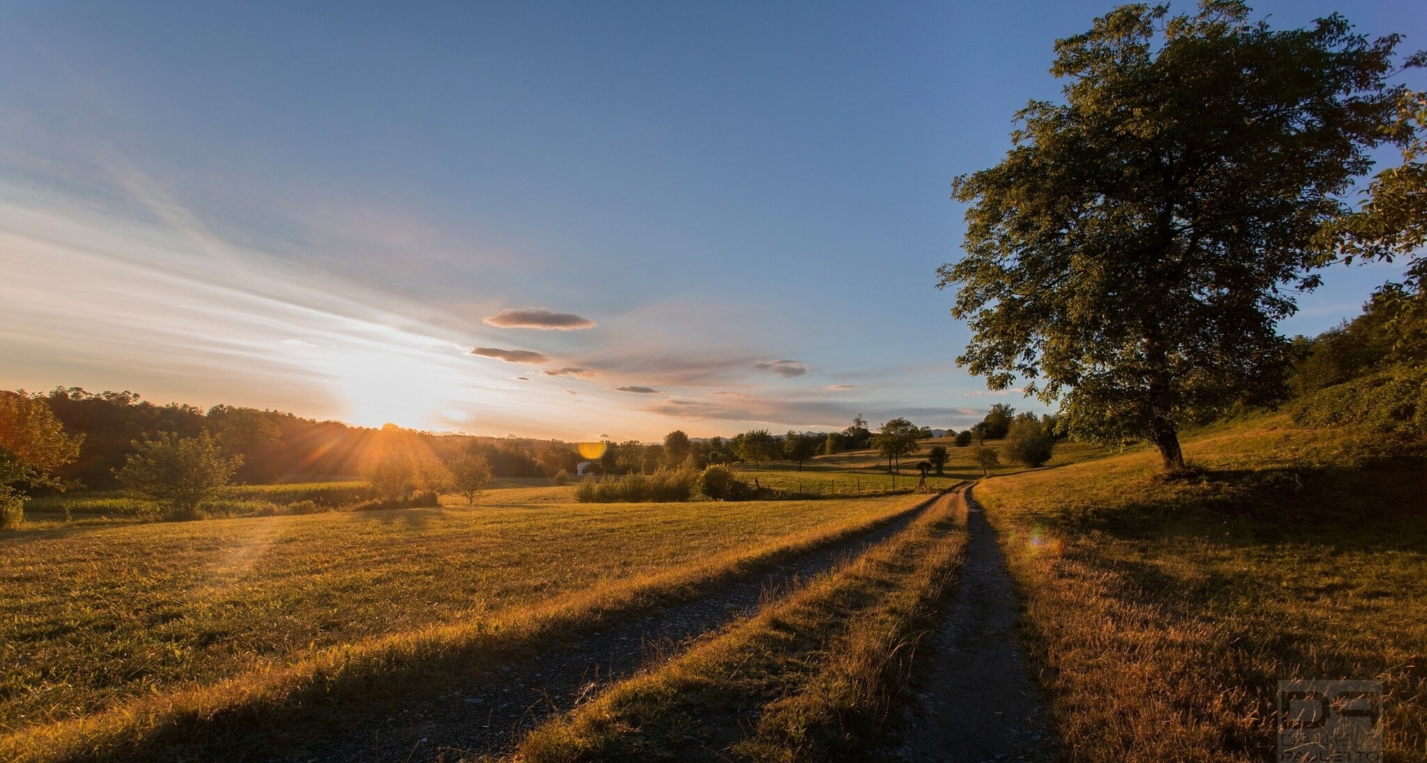 path, sky, plant, landscape, tree, environment, sunset, field