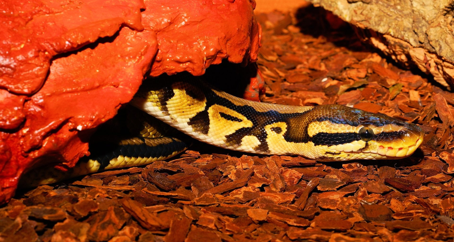 Reptiles, Python, Ball Python, Snake
