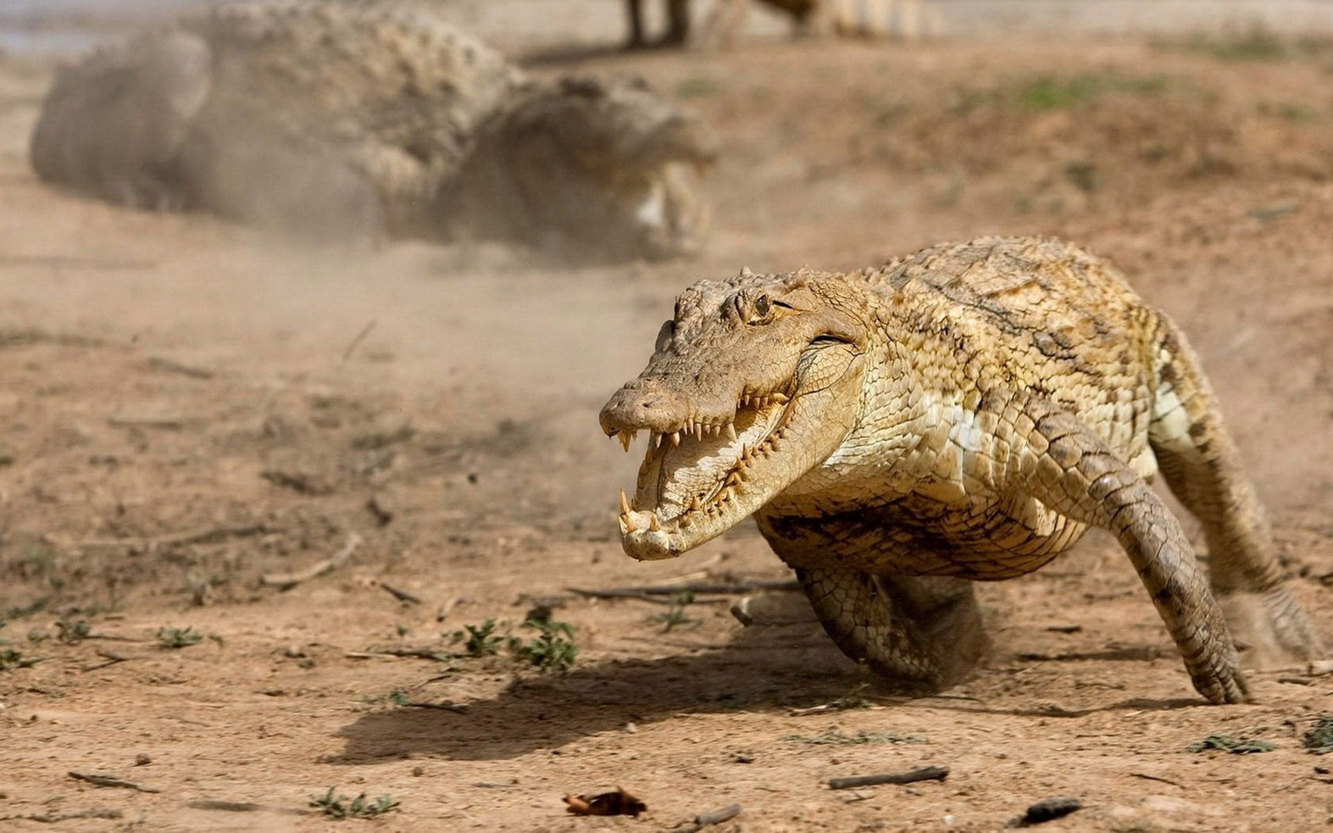 crocodile