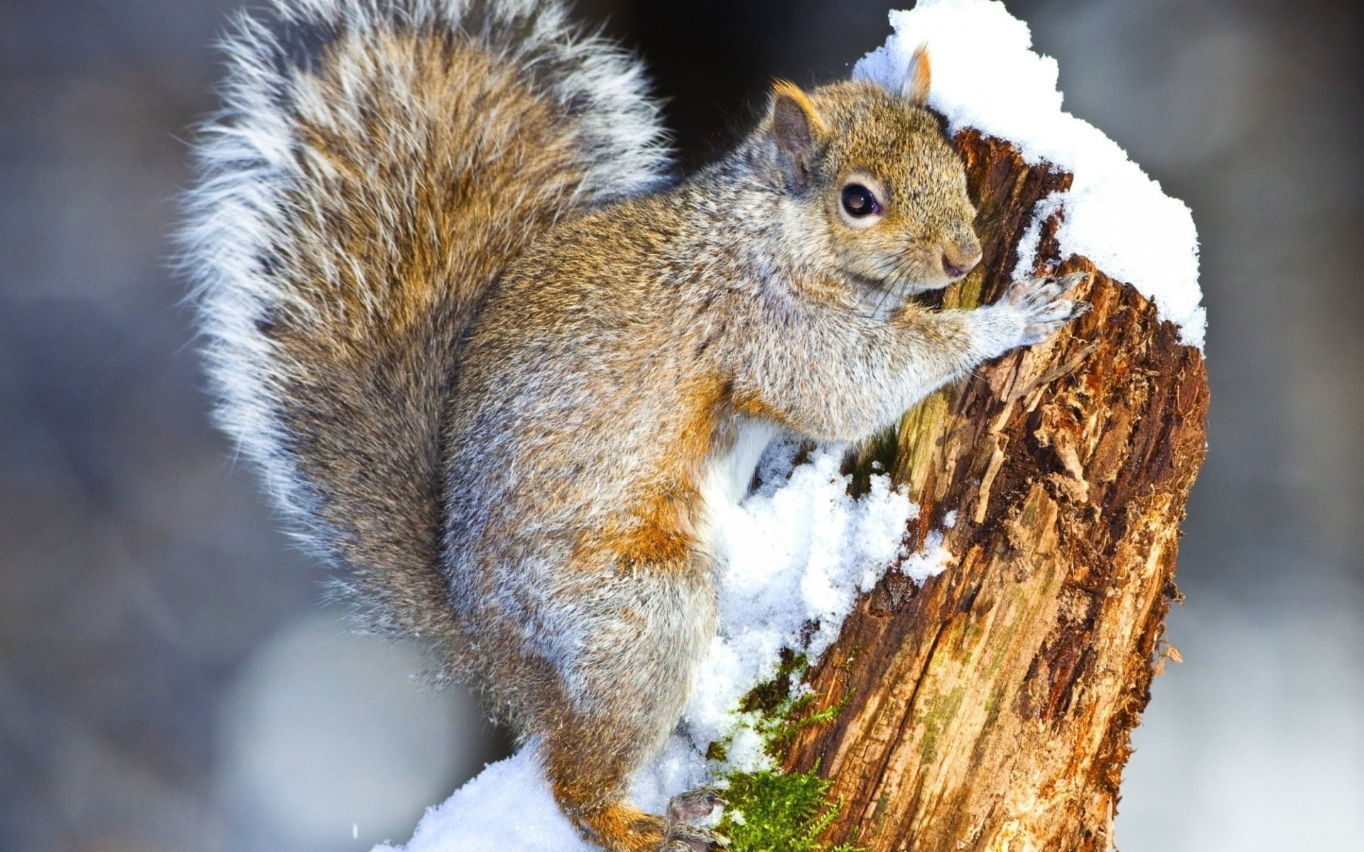 squirrel