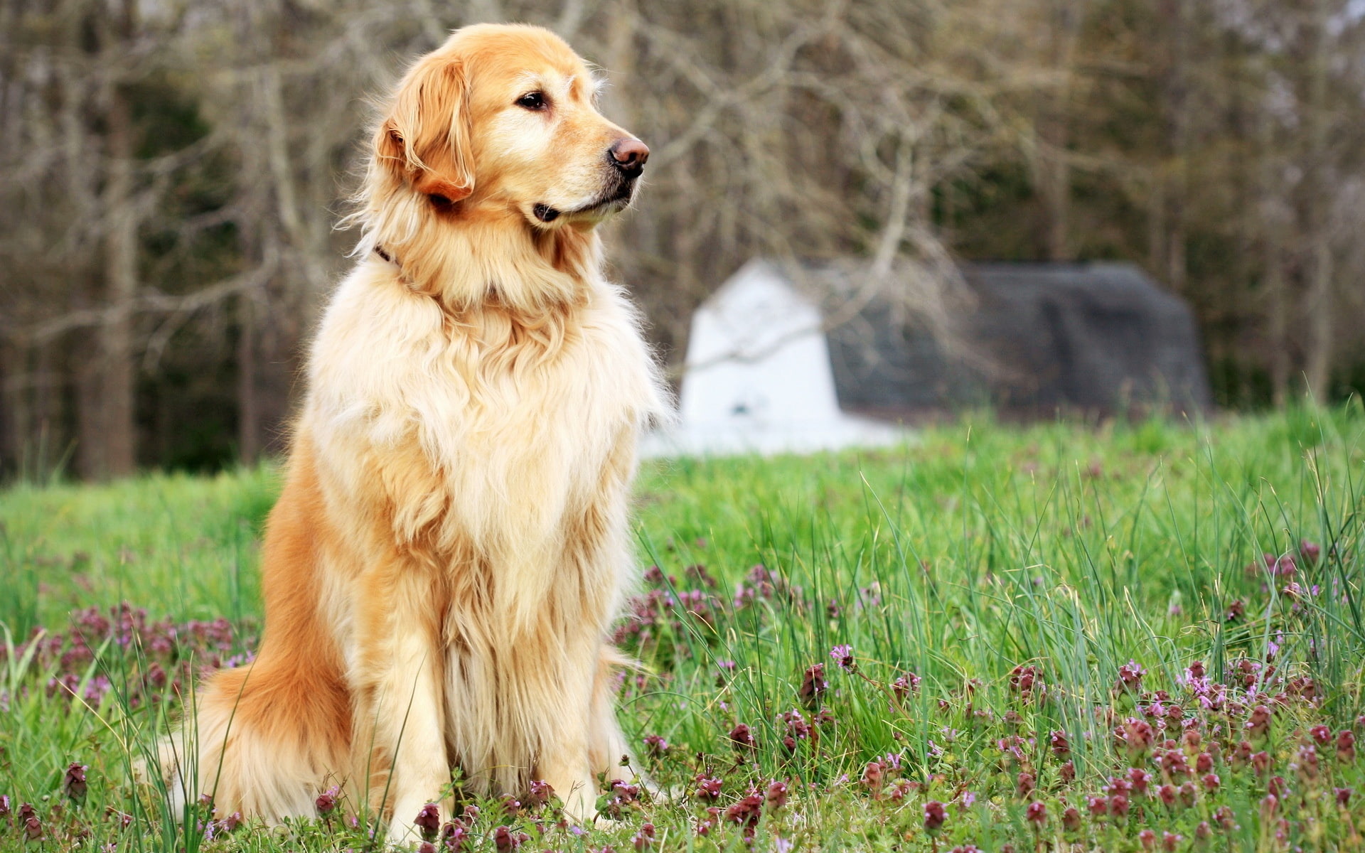 Dog standing in the grass, golden retriever