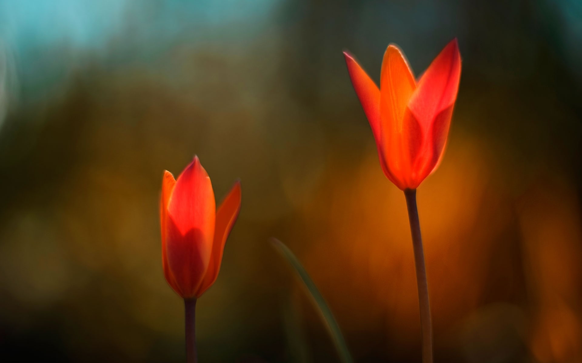Flower Macro Blur HD, two red tulips, nature