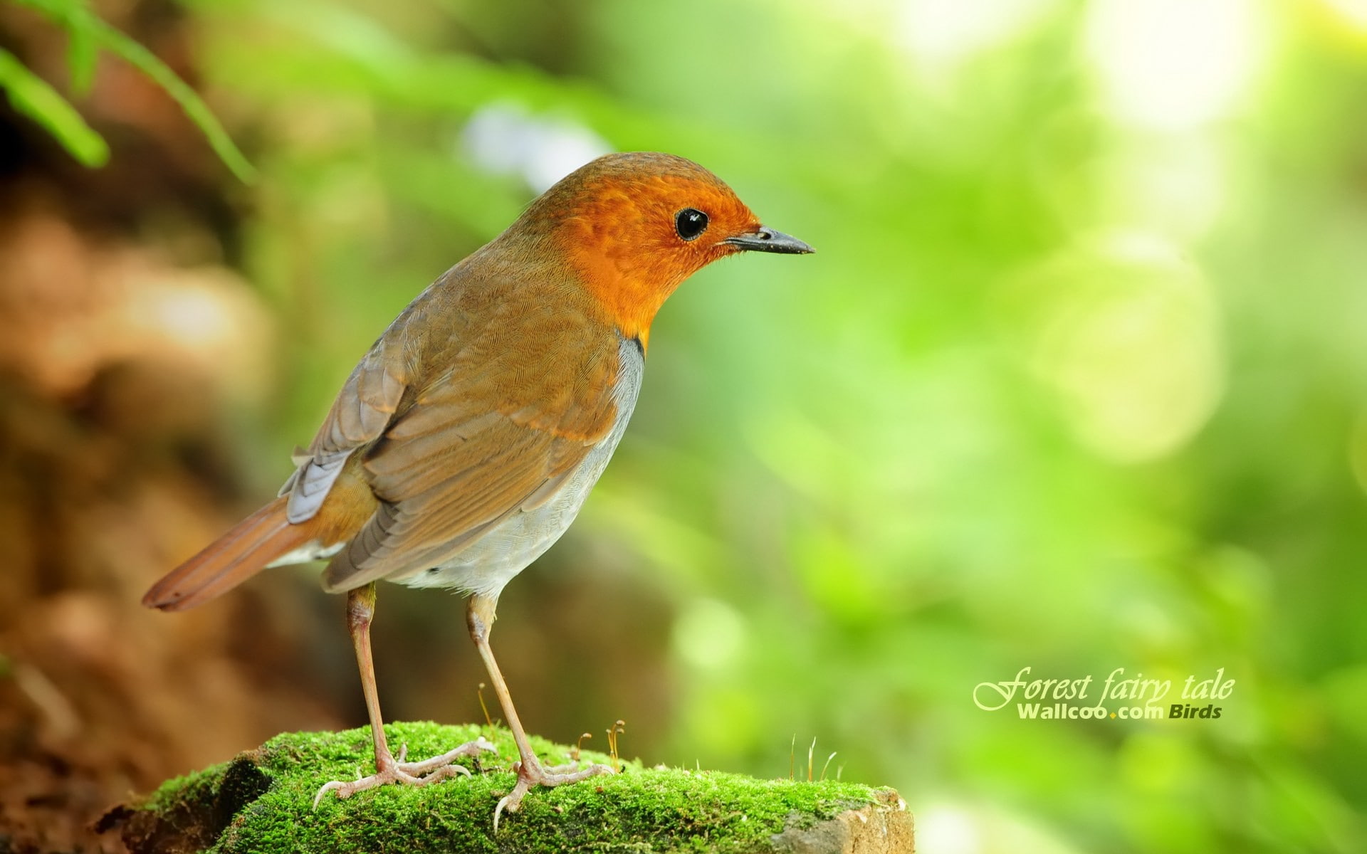 birds, japanese, robins