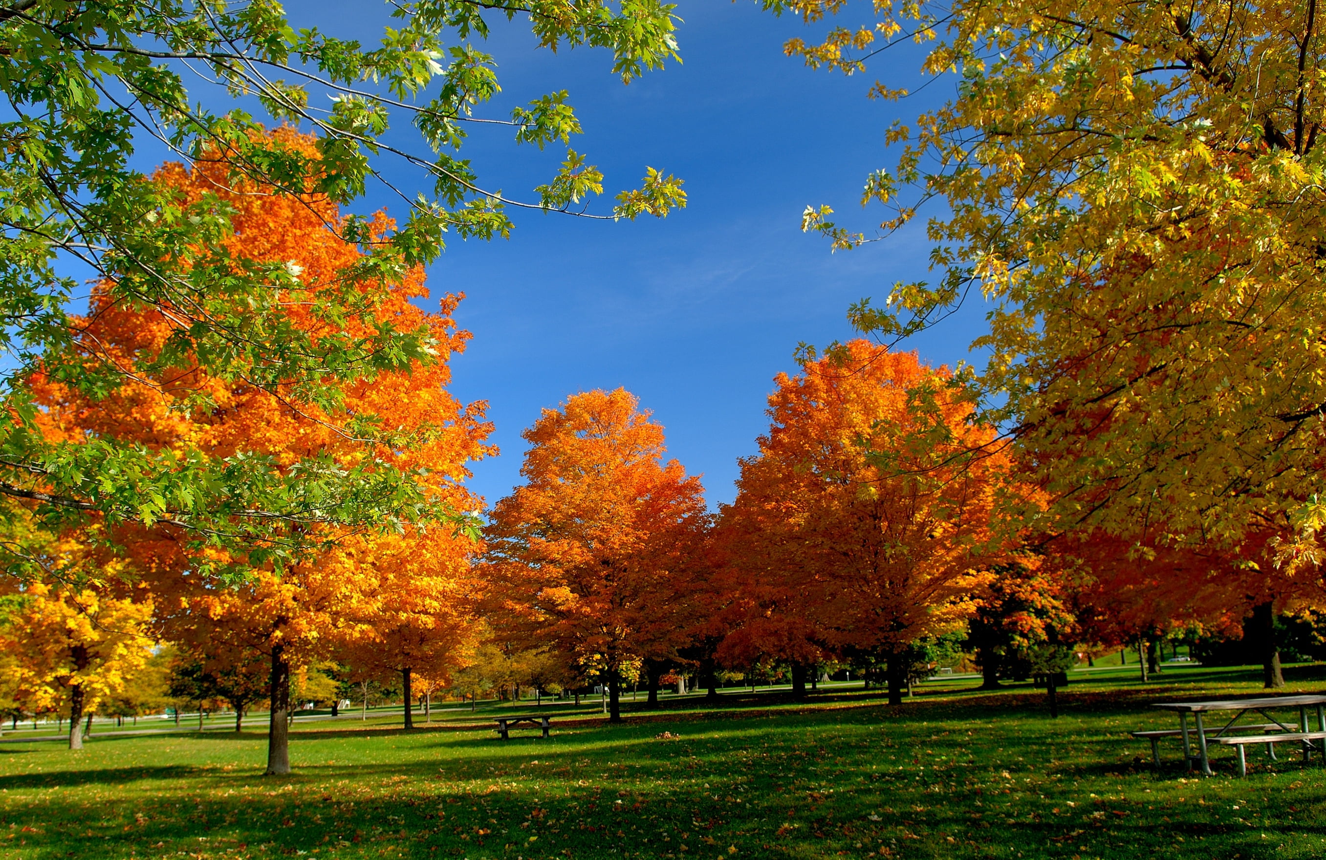 orange leafed trees, autumn, the sky, the sun, light, landscape