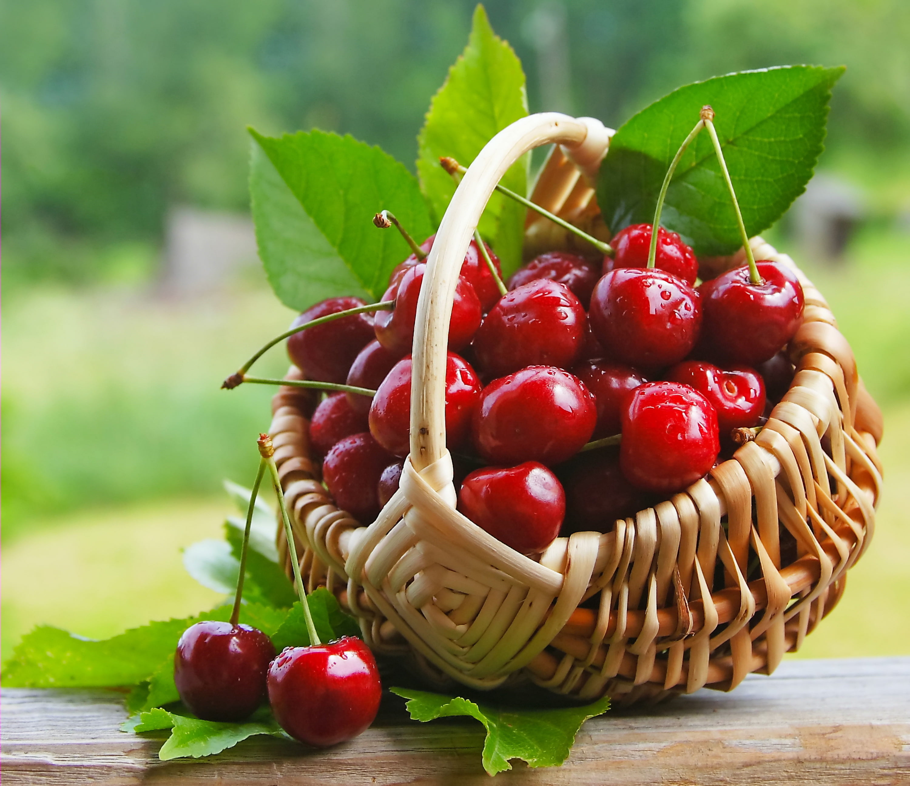 bundle of cherries and brown wicker basket, cherry, berries, fresh