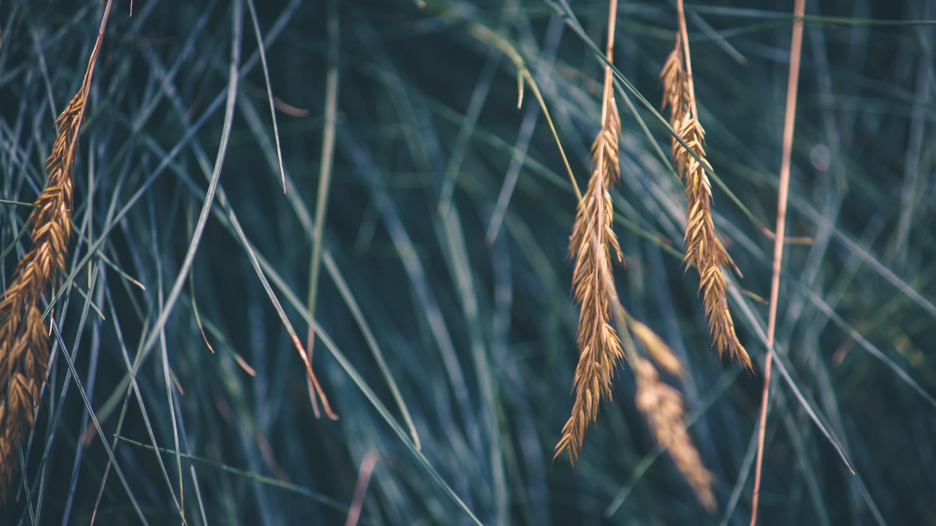 grass, macro