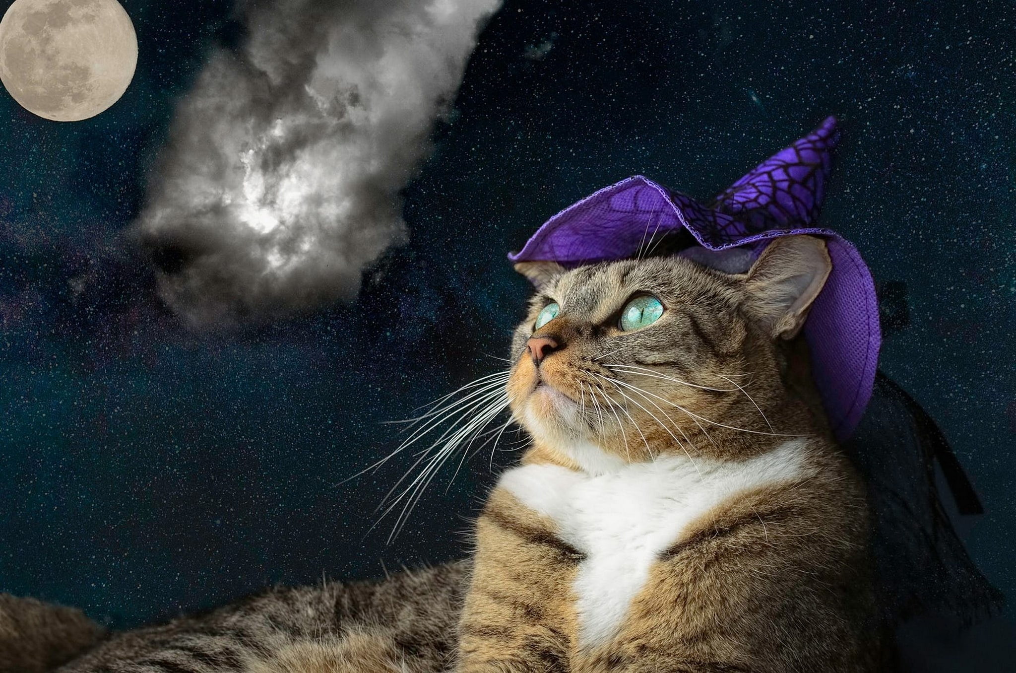 cat, purple, look, face, space, clouds, night, grey, collage