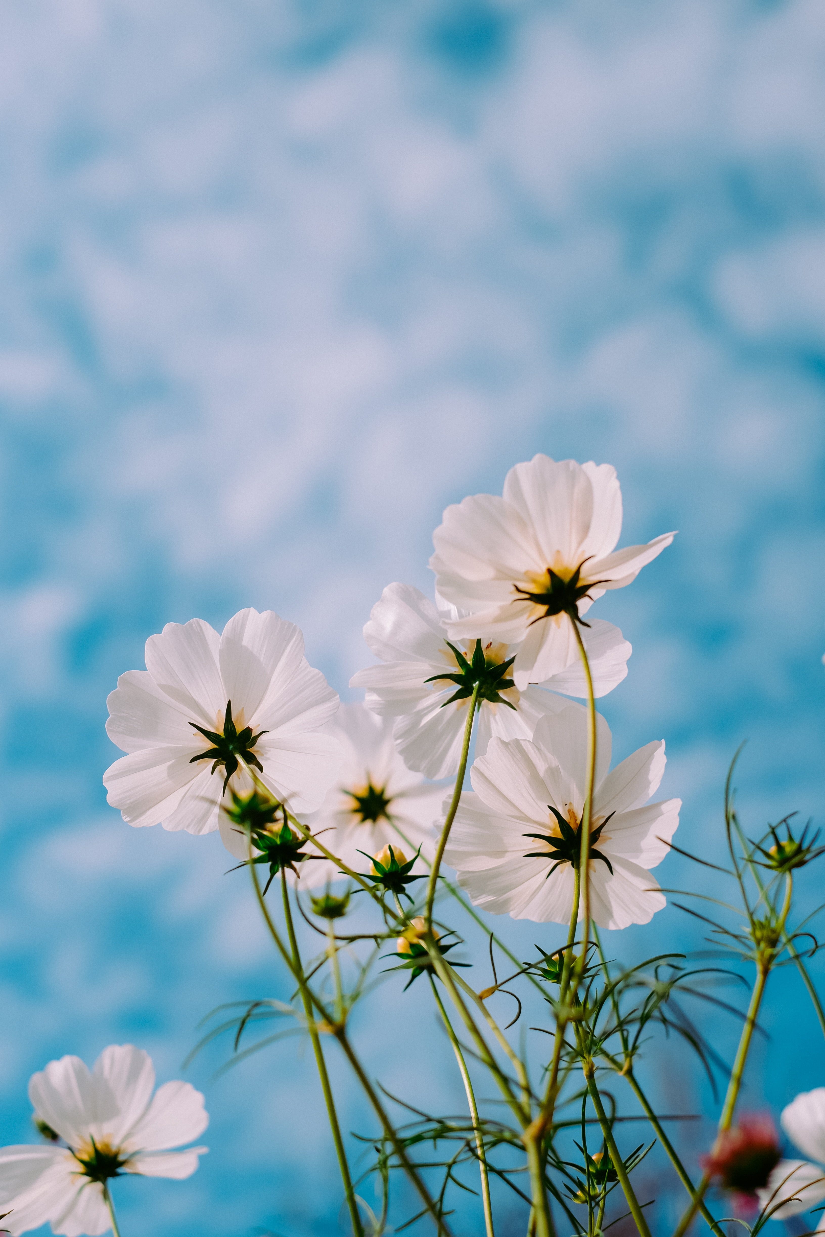 white petaled flower, cosmos, flowers, petals, sky, summer, flowering plant