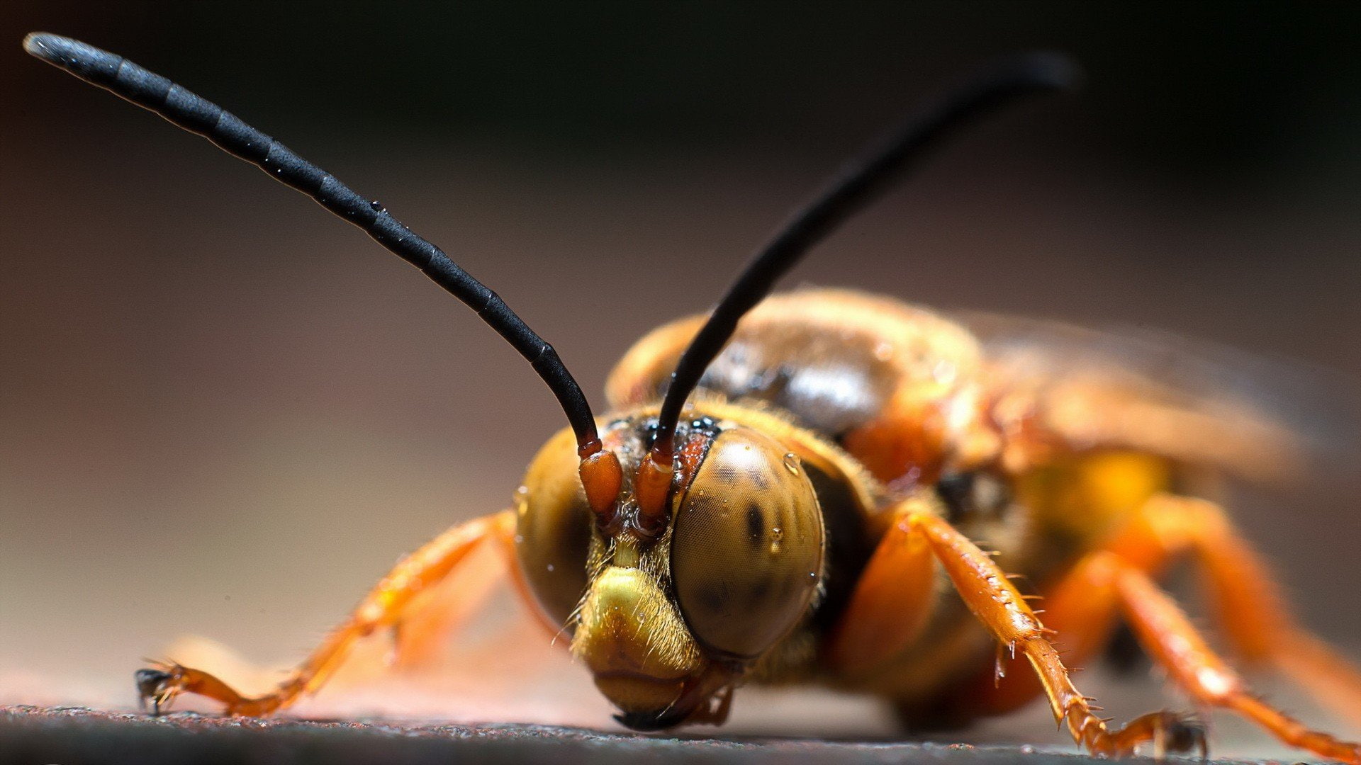 Animales, avispa, Insecto