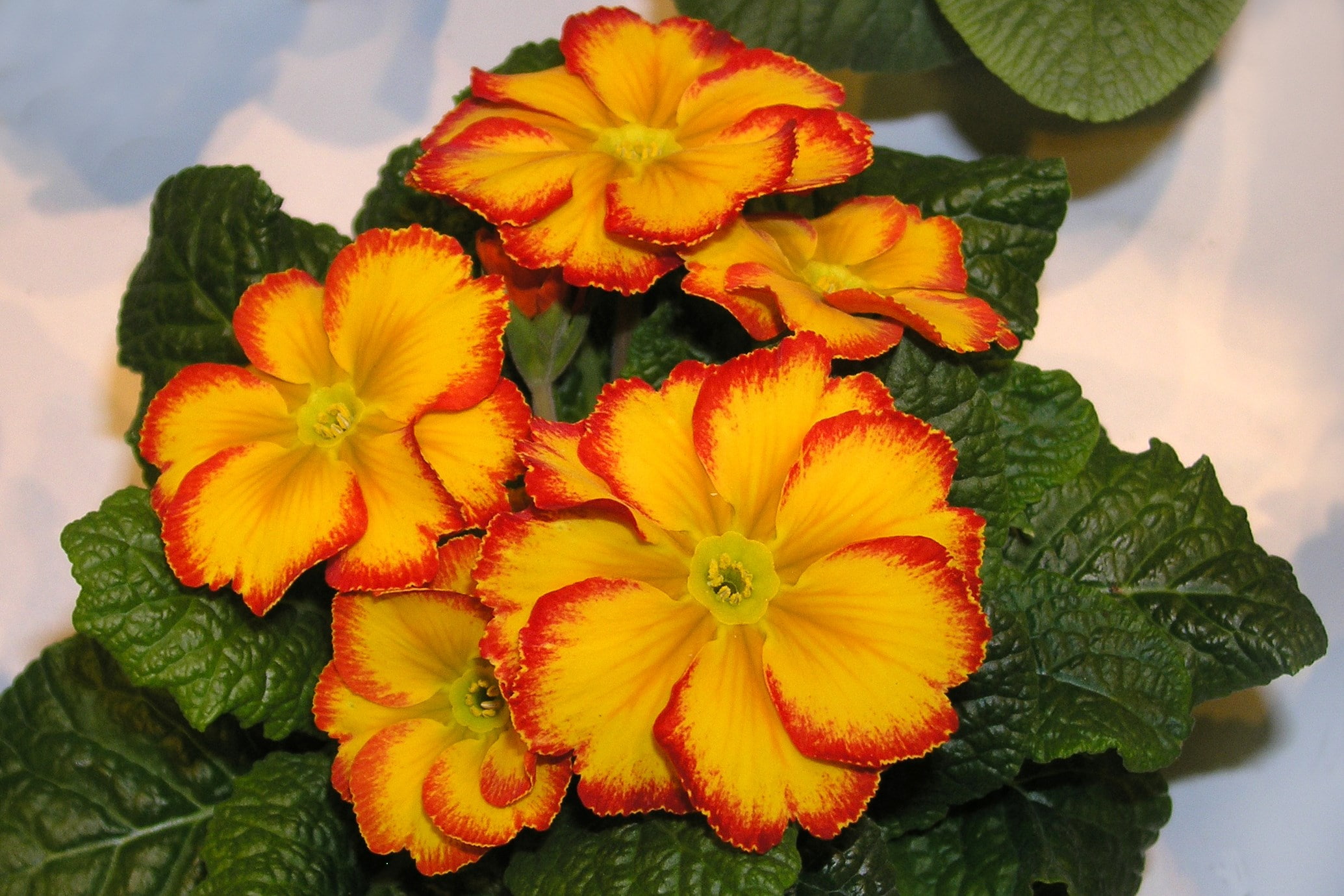 primula