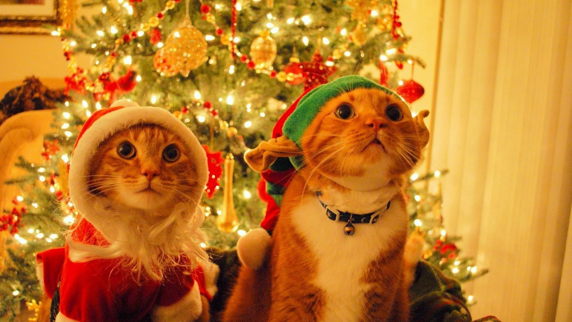 two short-haired orange cats, animals, Christmas, celebration