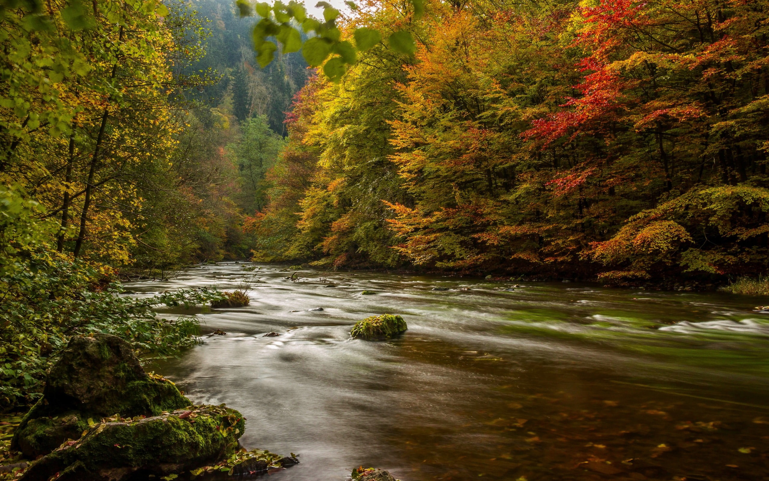 Harz germany autumn river trees-2016 Scenery HD Wa.., plant, water