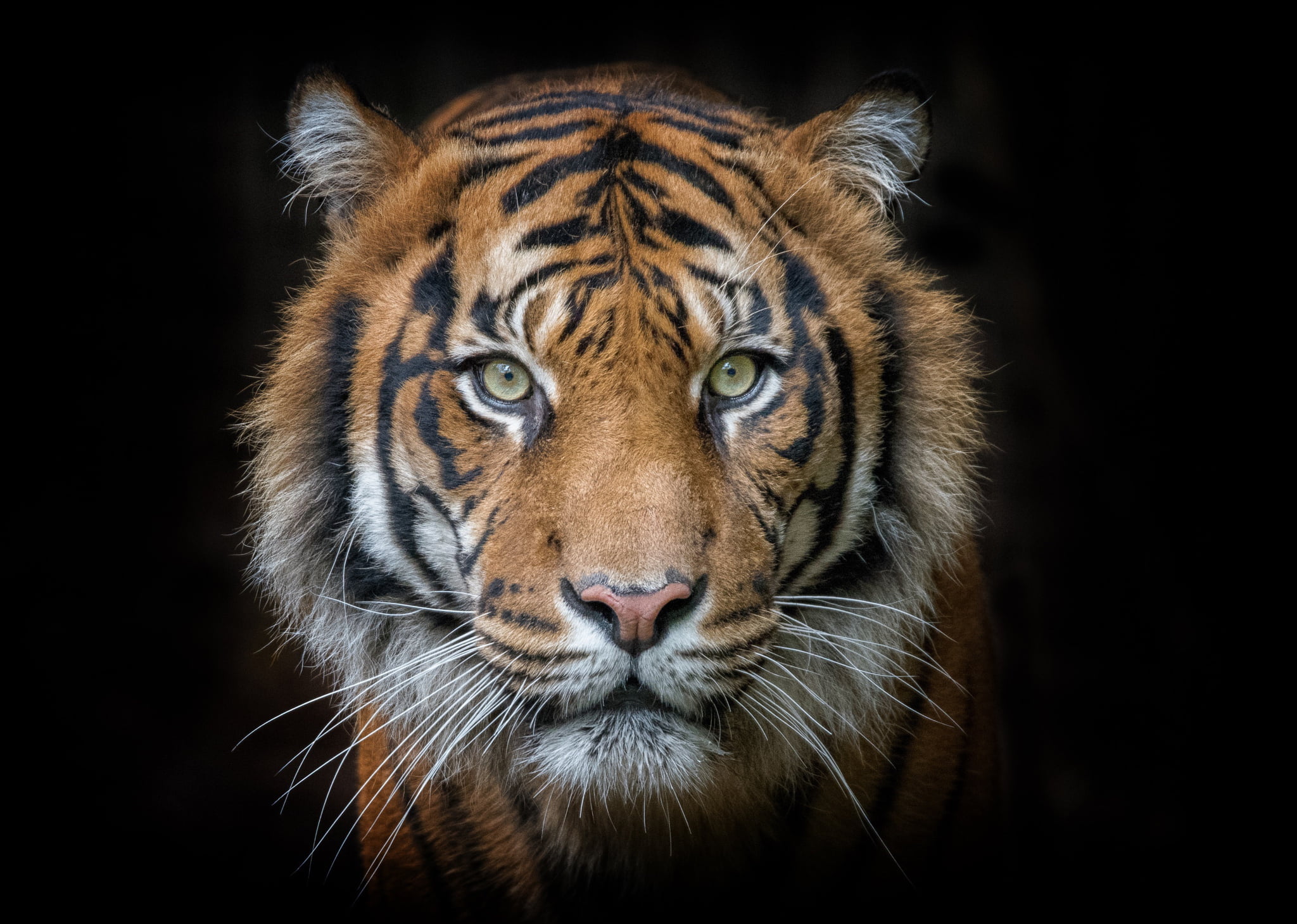 adult brown tiger, eyes, face, portrait, predator, animal themes