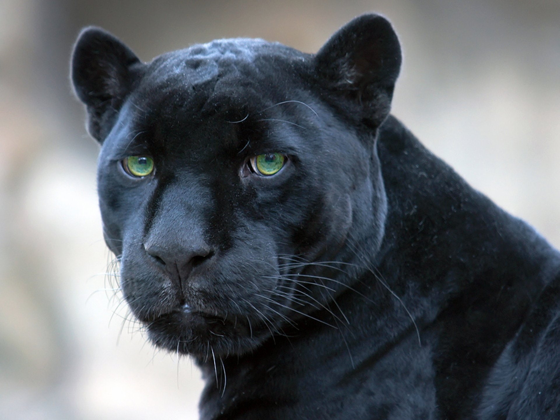 black, jaguar, panther