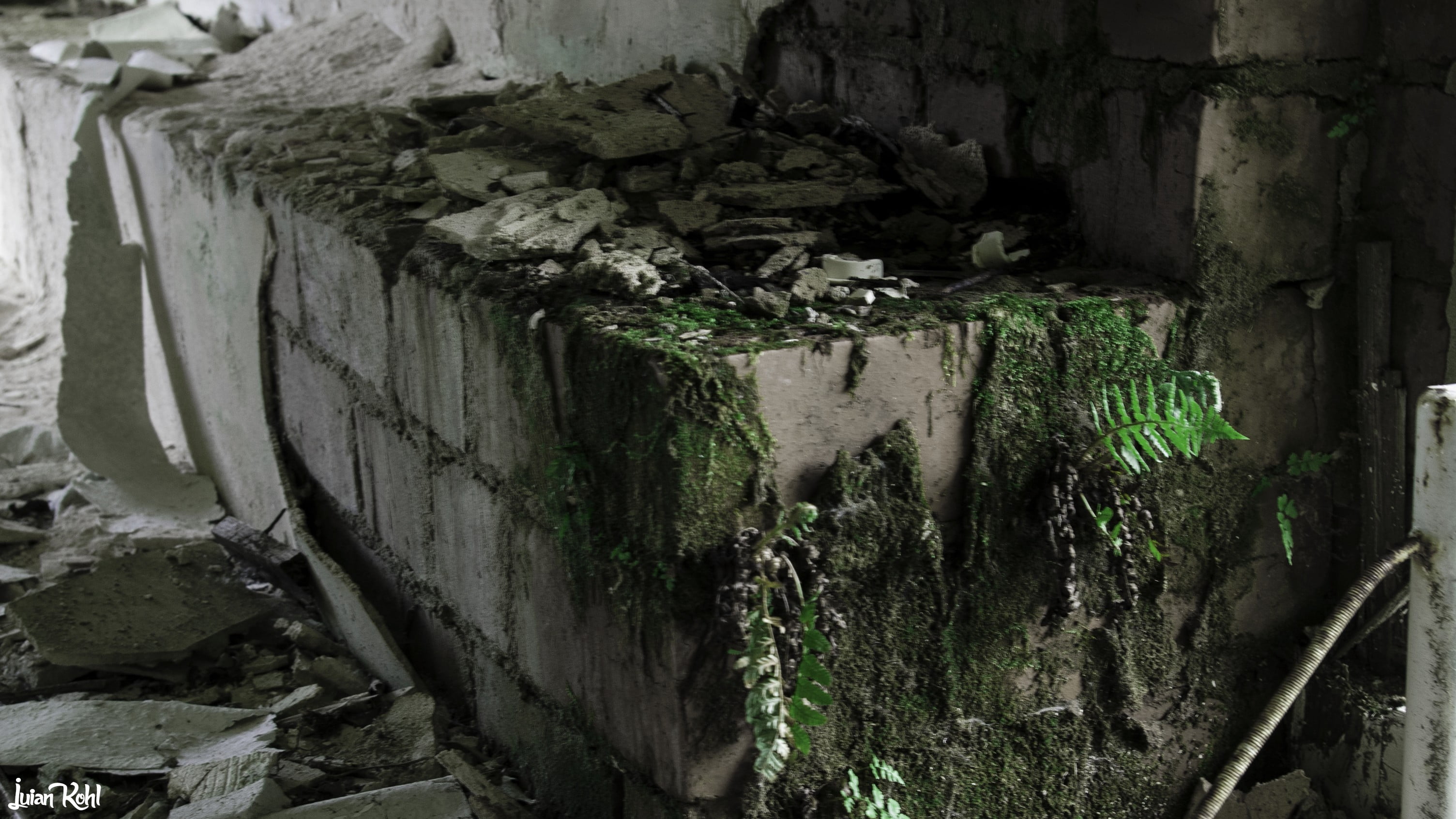 green and brown tree trunk, old building, wall, no people, day
