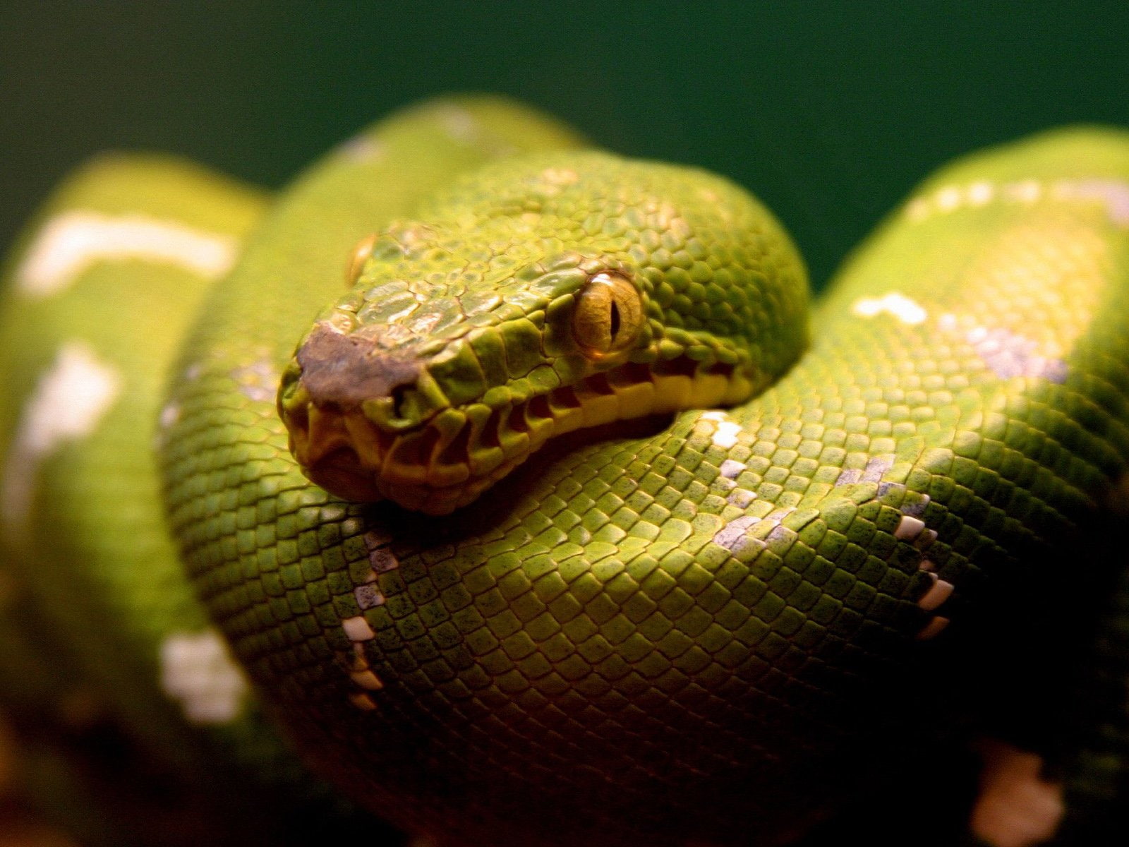 green snake, Reptiles, Python, Eye