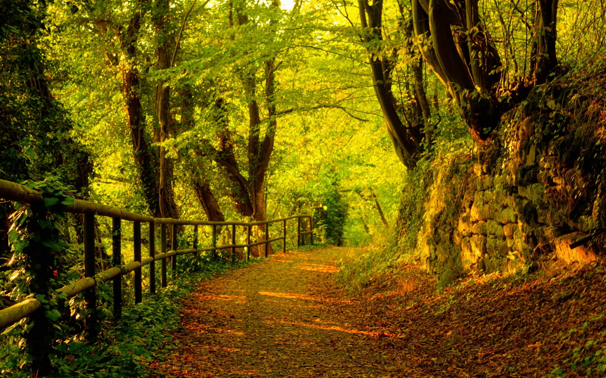 fall  hd pack, tree, plant, tranquility, forest, direction
