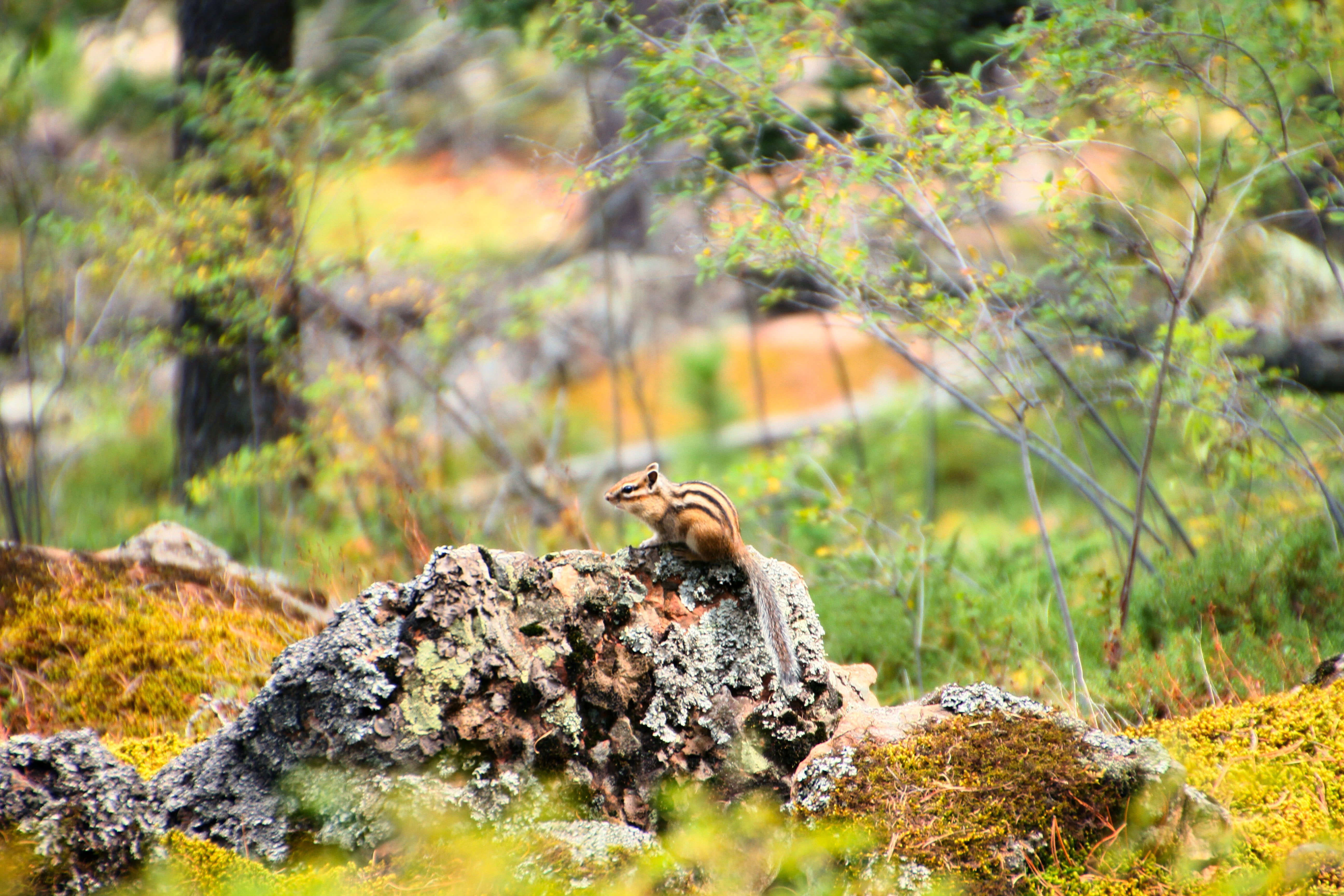 chipmunk