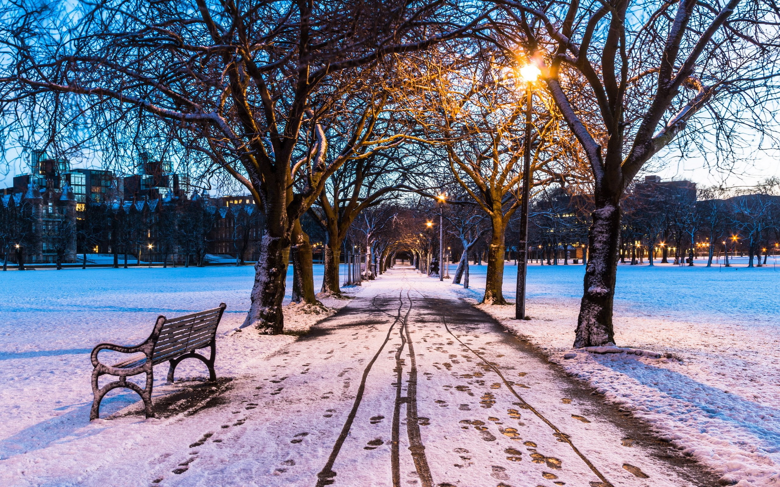 park, snow, cold temperature, winter, bare tree, the way forward