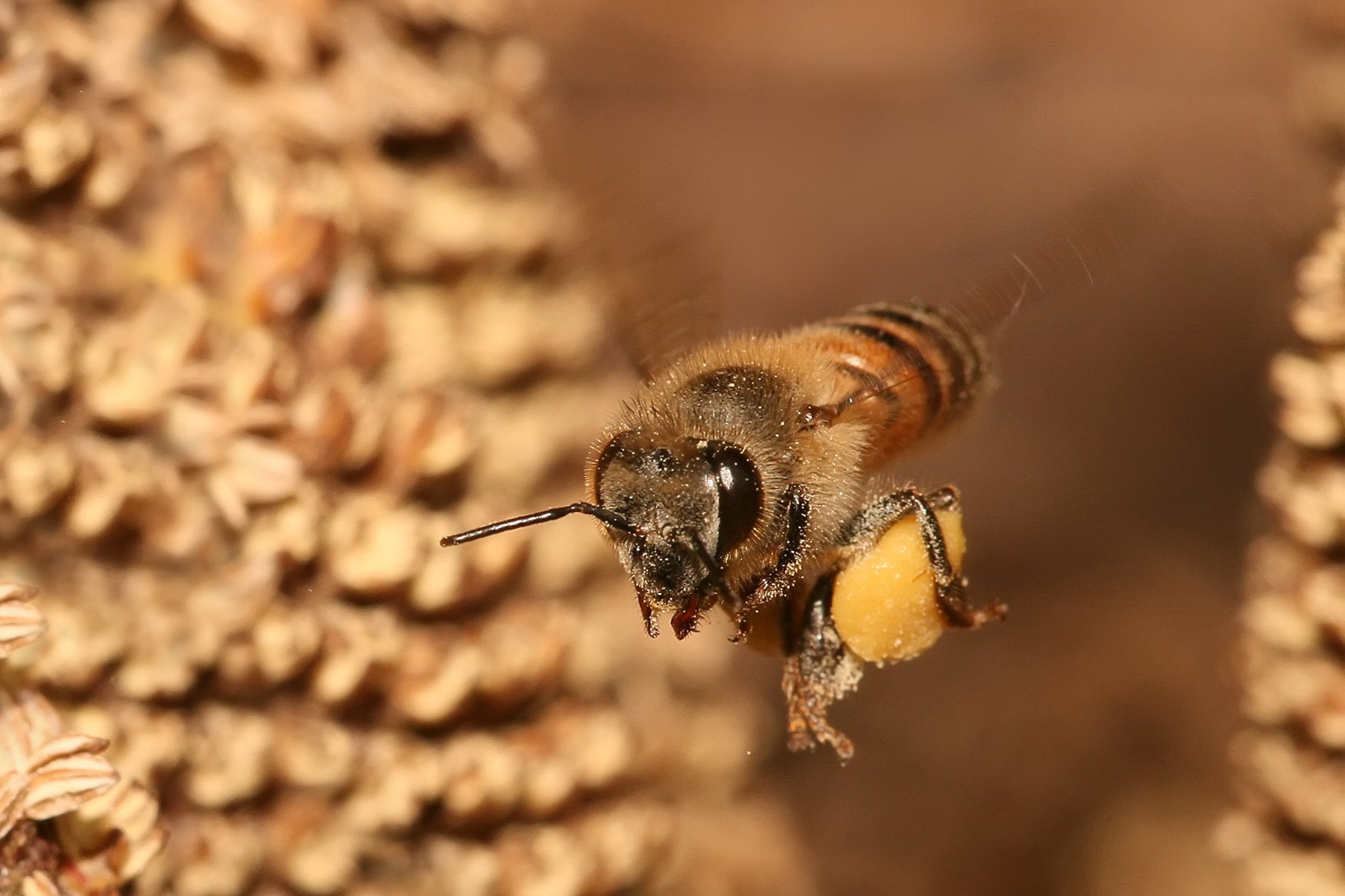 Insects, Bee