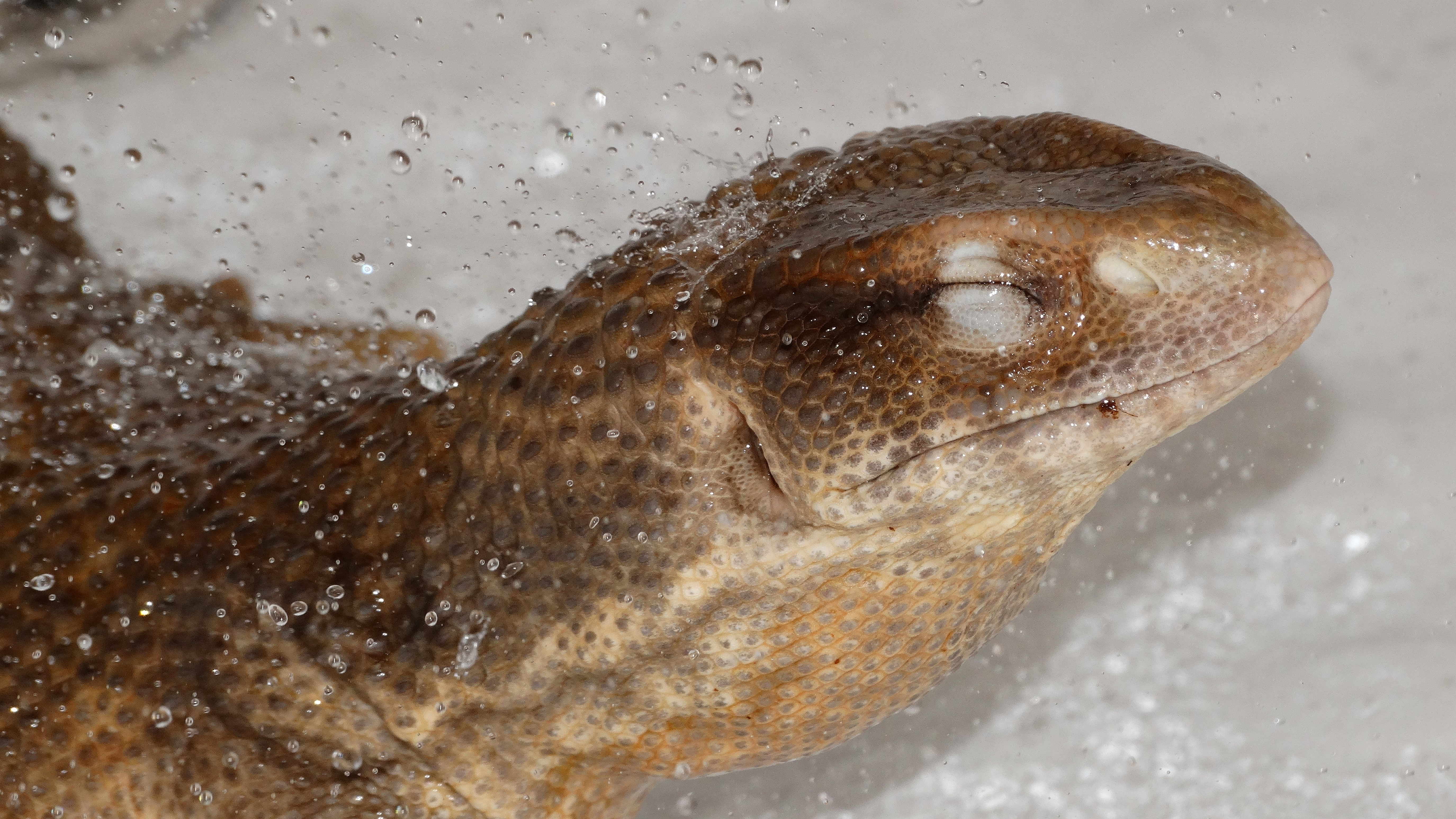 lizard