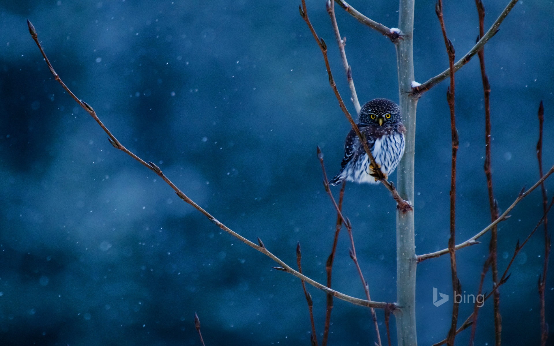 Snow owl-2015 Bing theme wallpaper, branch, animal wildlife, animals in the wild