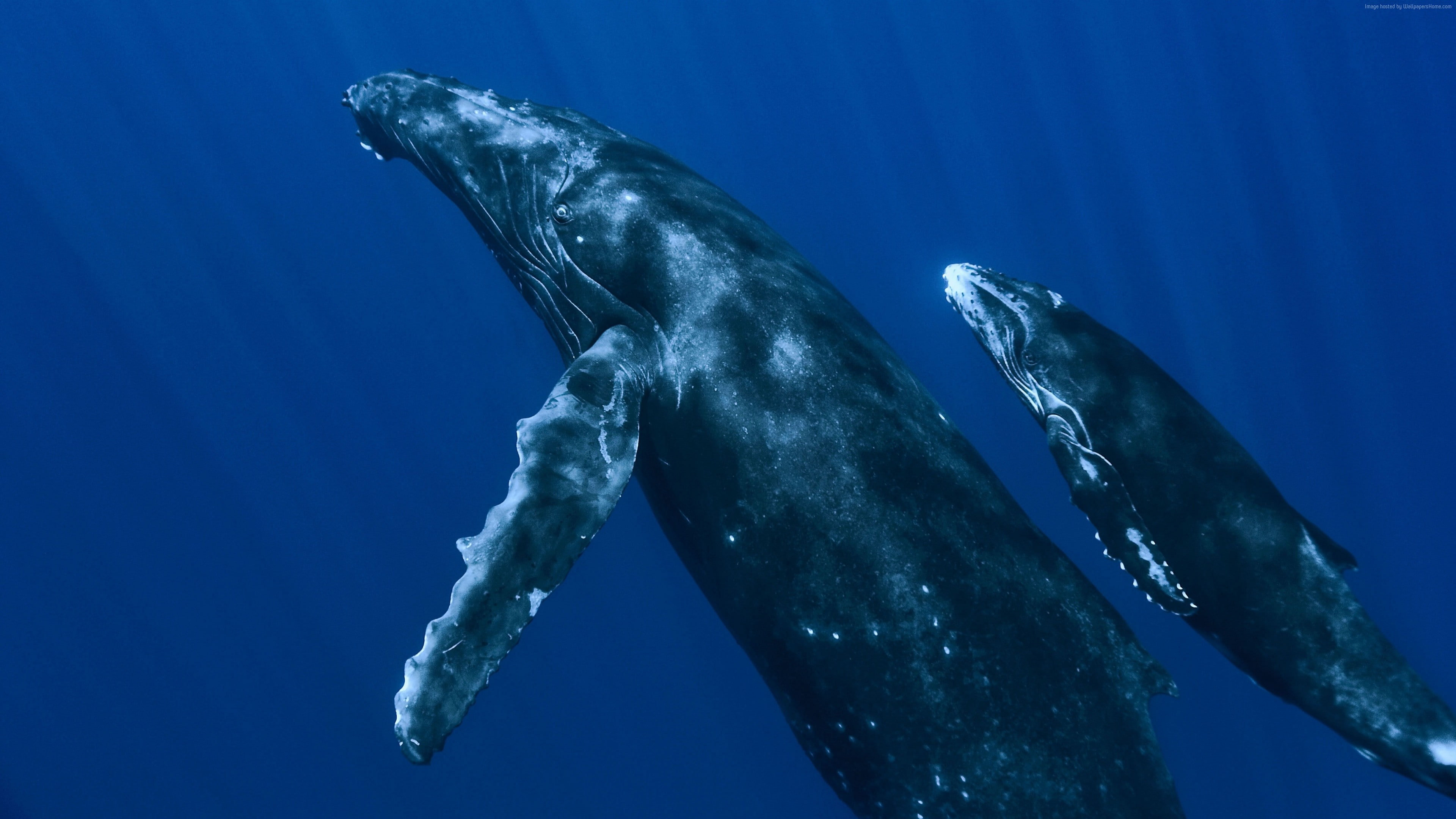 Whale, underwater, Best Diving Sites, sea, animal wildlife
