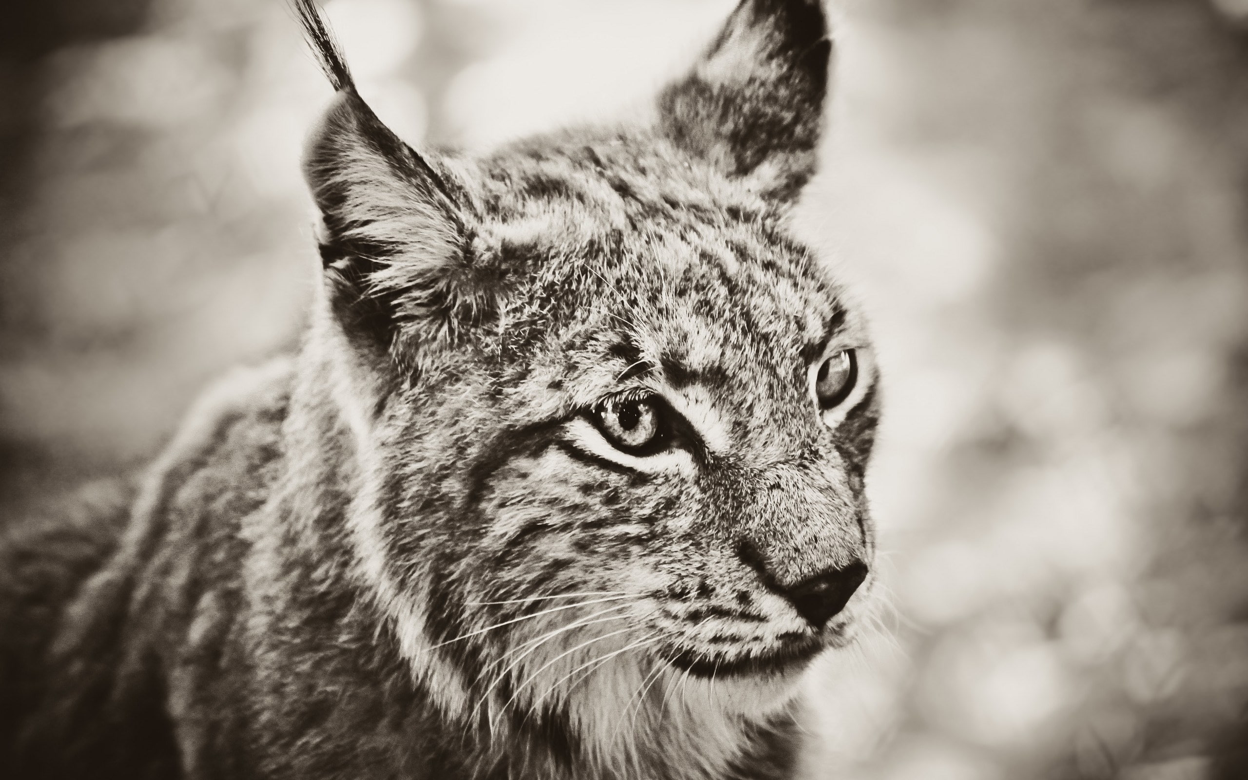 lynx