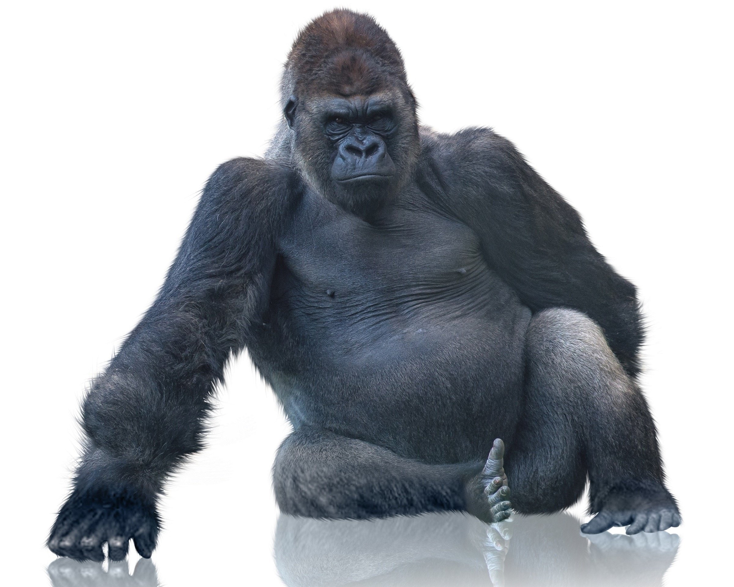 Gorilla, monkey