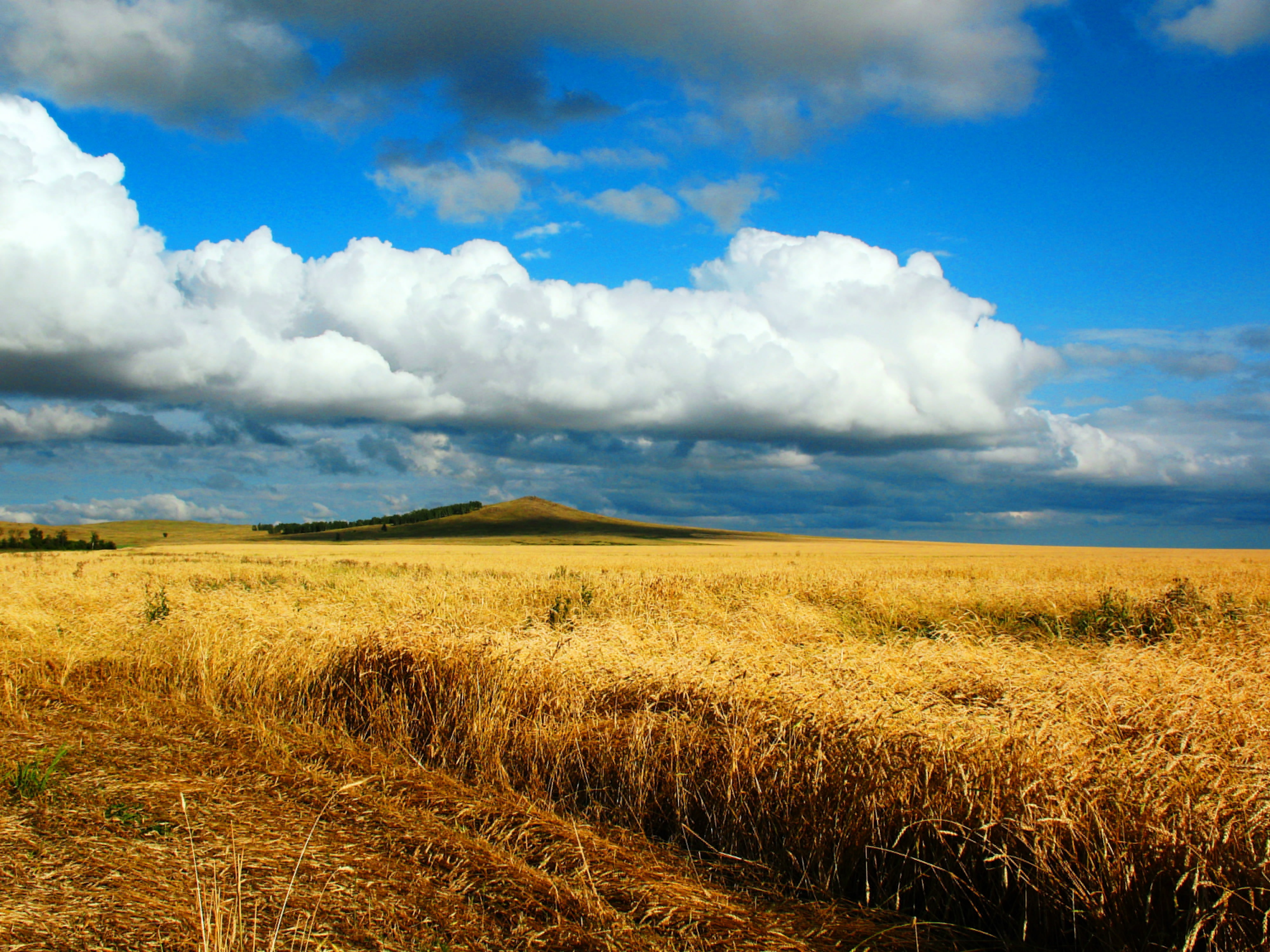 road, wheat, field, autumn, the steppe, song, Kazakhstan, lark