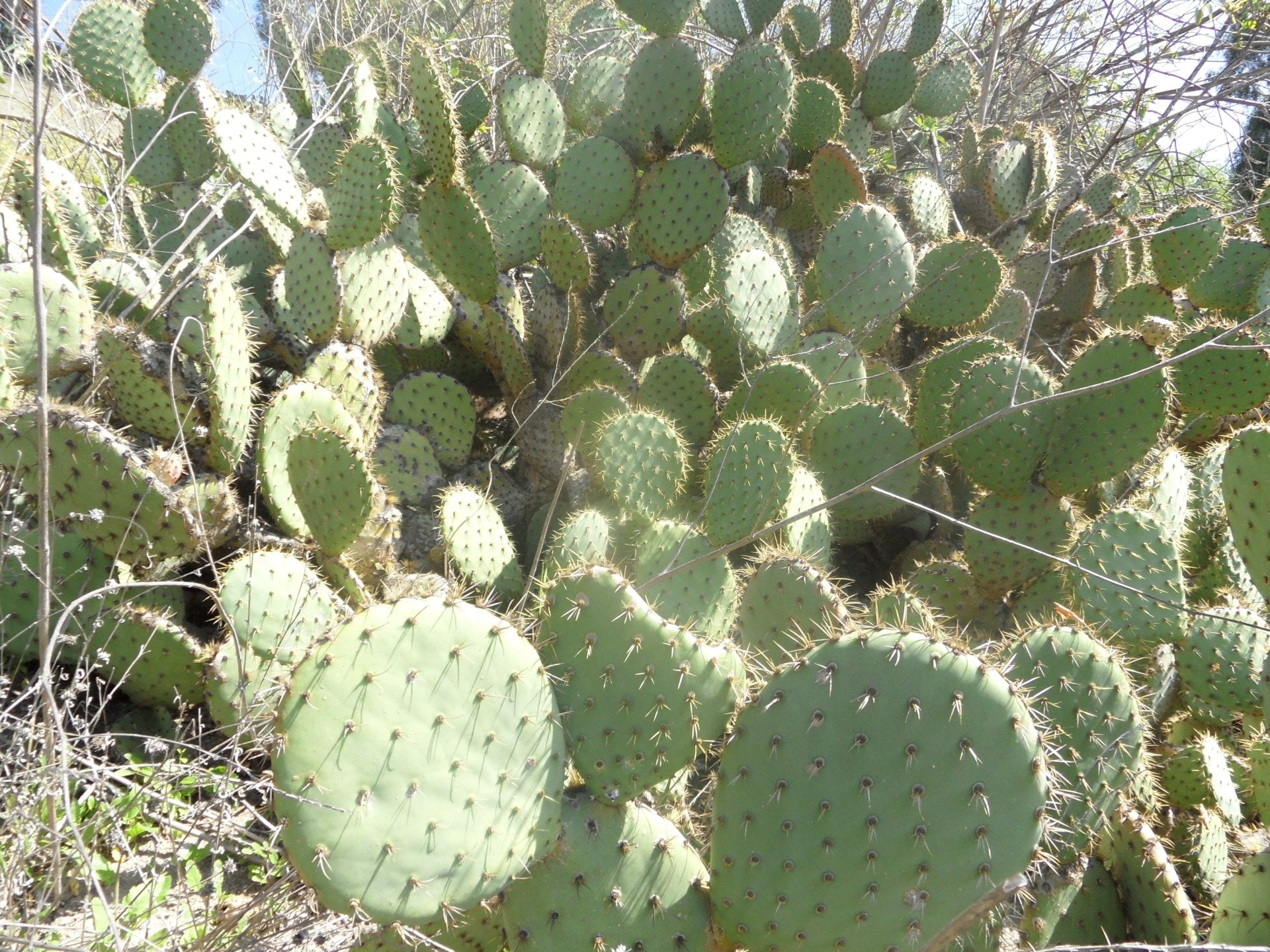 Earth, Cactus