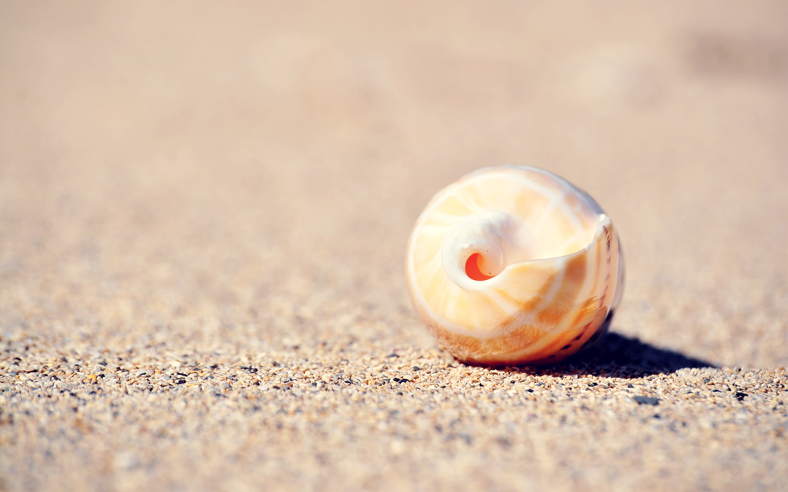 Shell Sand Macro HD, nature