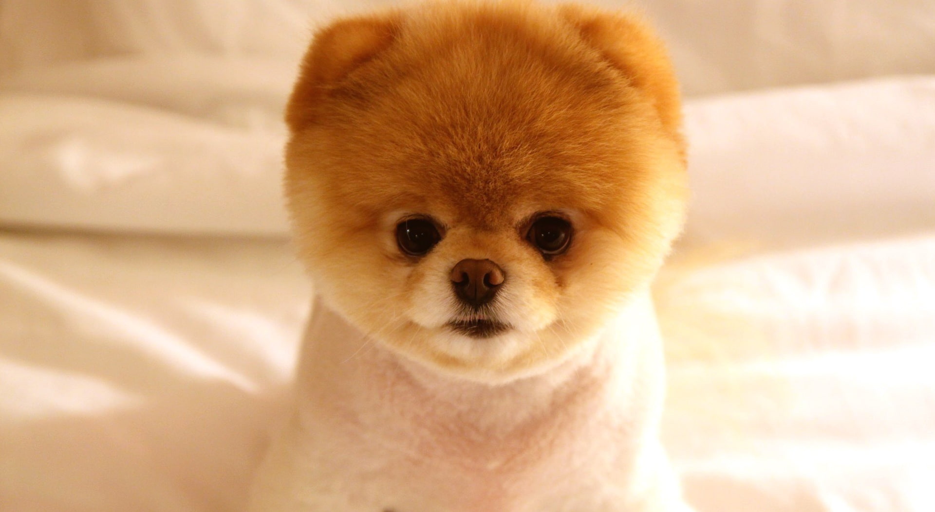 Free download | HD wallpaper: Cute Dog Boo, Boo the Pomeranian, one animal, mammal, canine