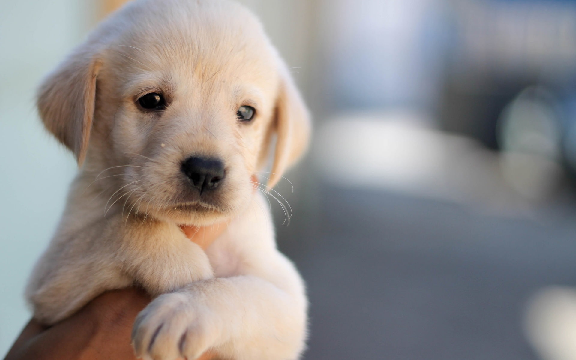Cute puppy, dog, pet, face, hand