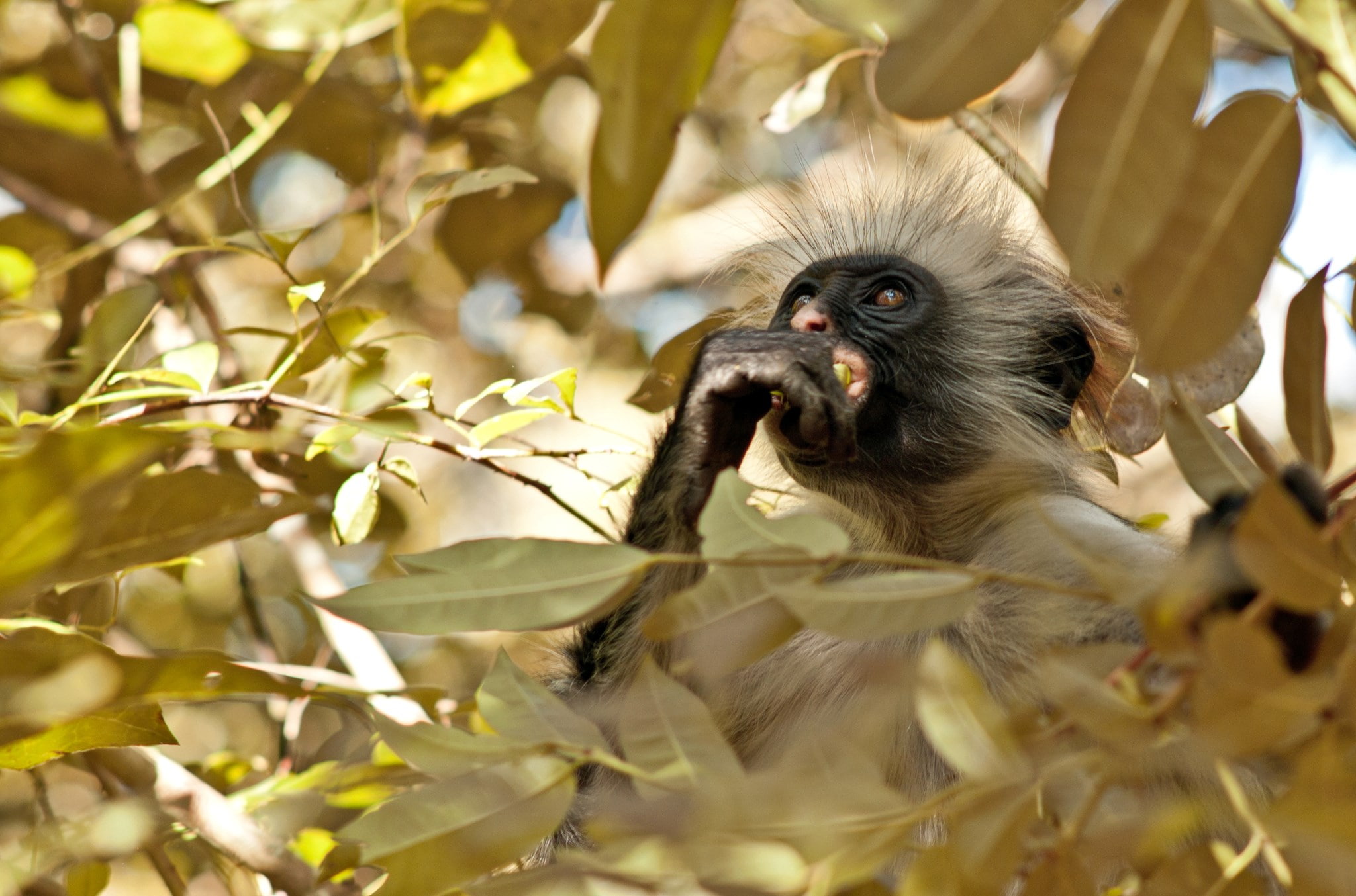 monkey