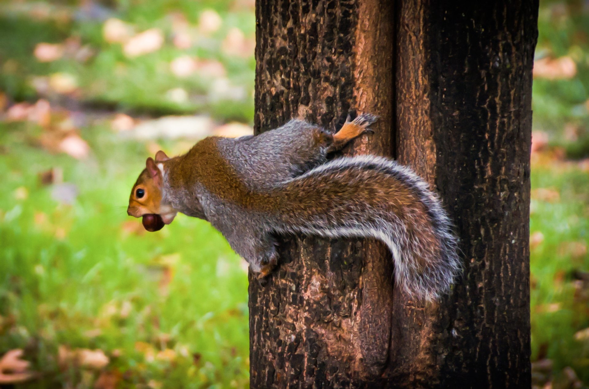 Animal, Squirrel, Acorn, Cute, England, Fall, Hyde Park, London