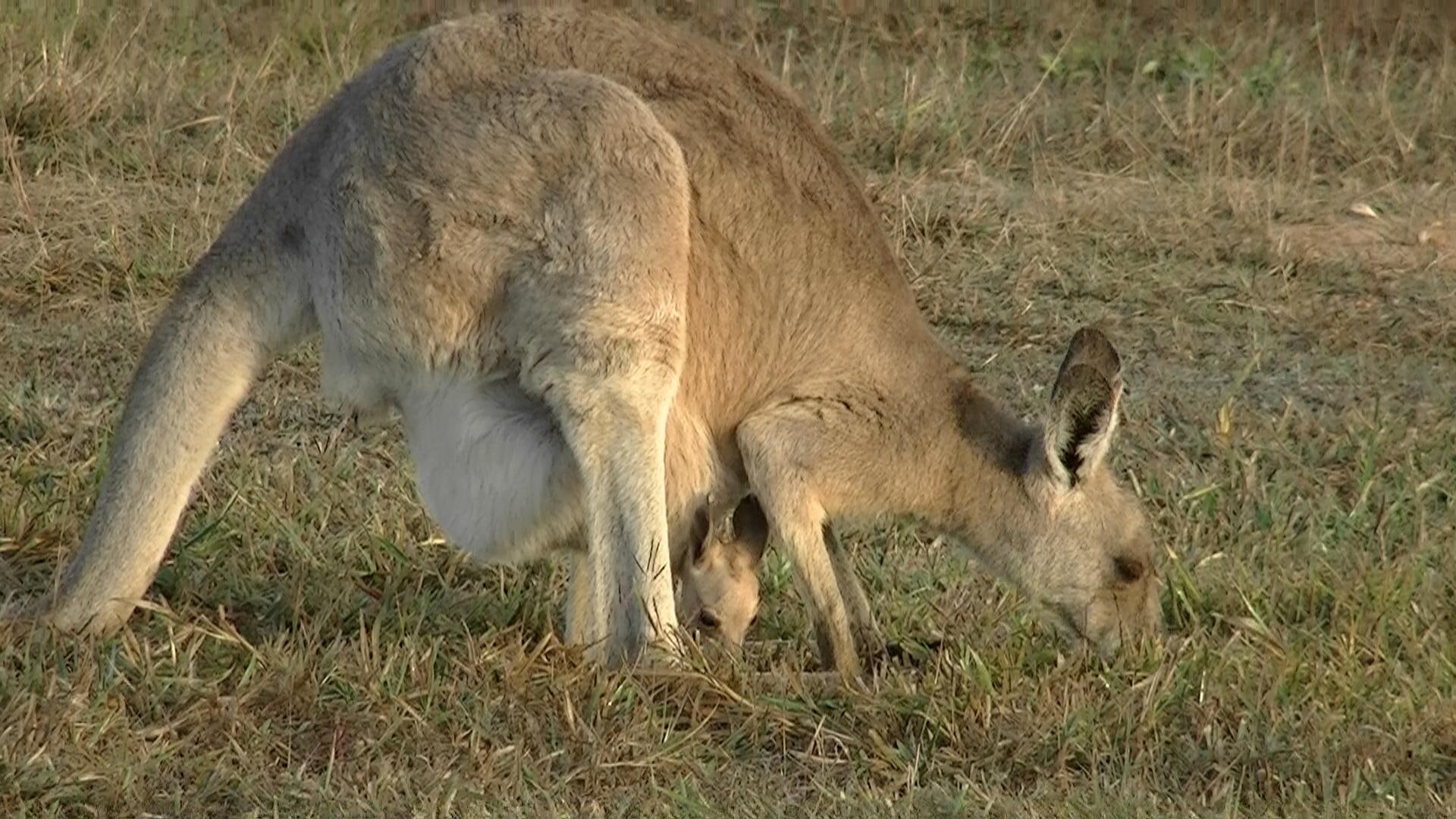 Kangaroo Joey Feeding, brown kangaroo, animals