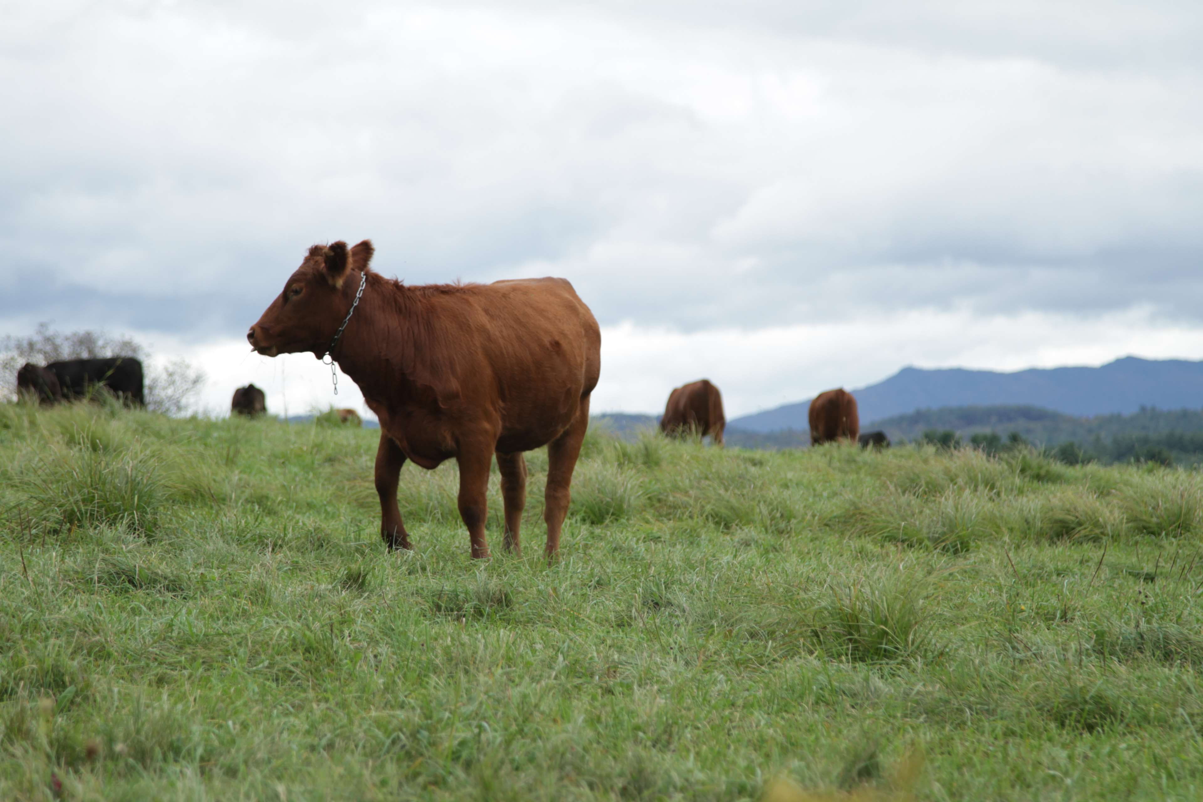 Free download | HD wallpaper: cow, cows, pasture, vermont, mammal ...